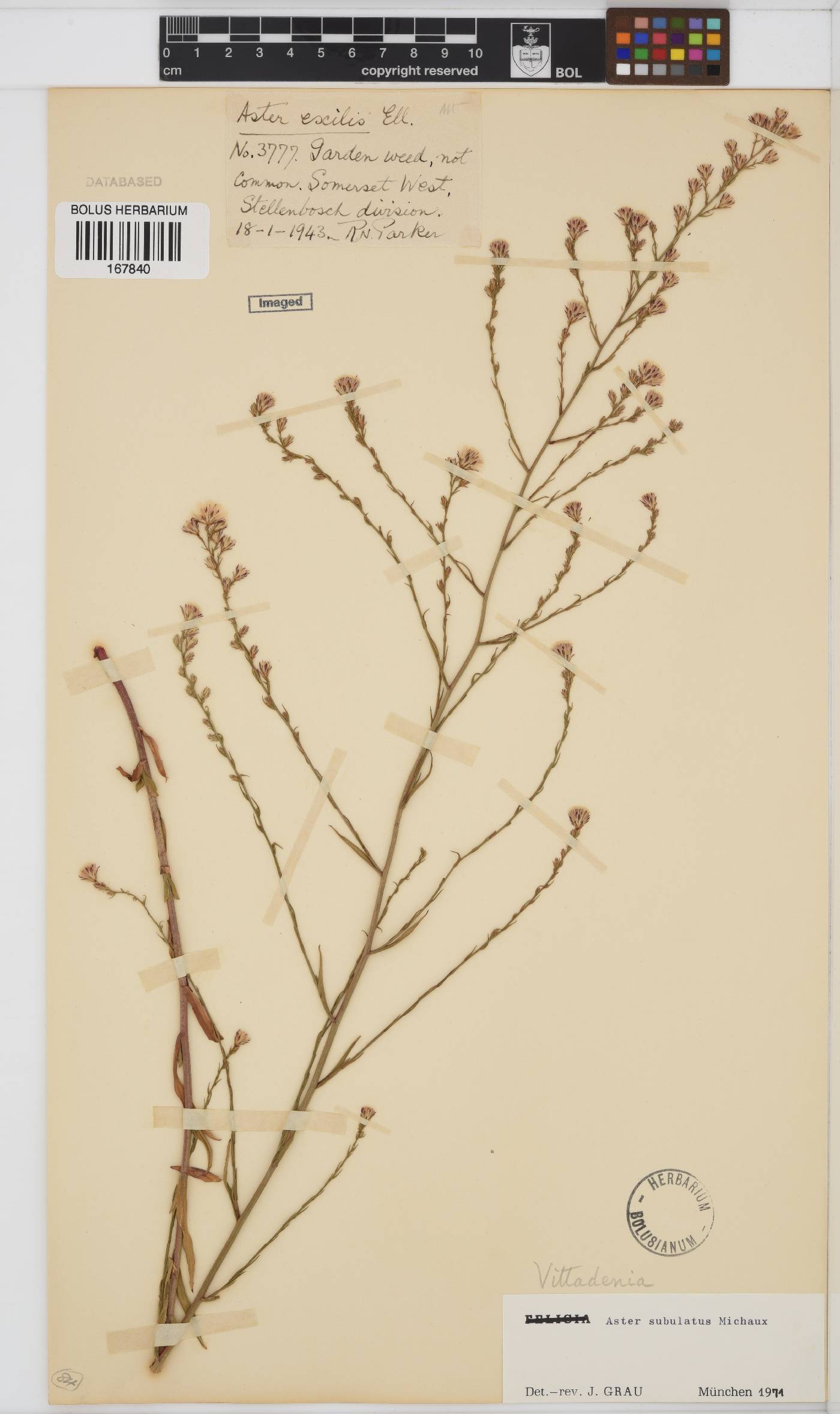 Symphyotrichum subulatum image