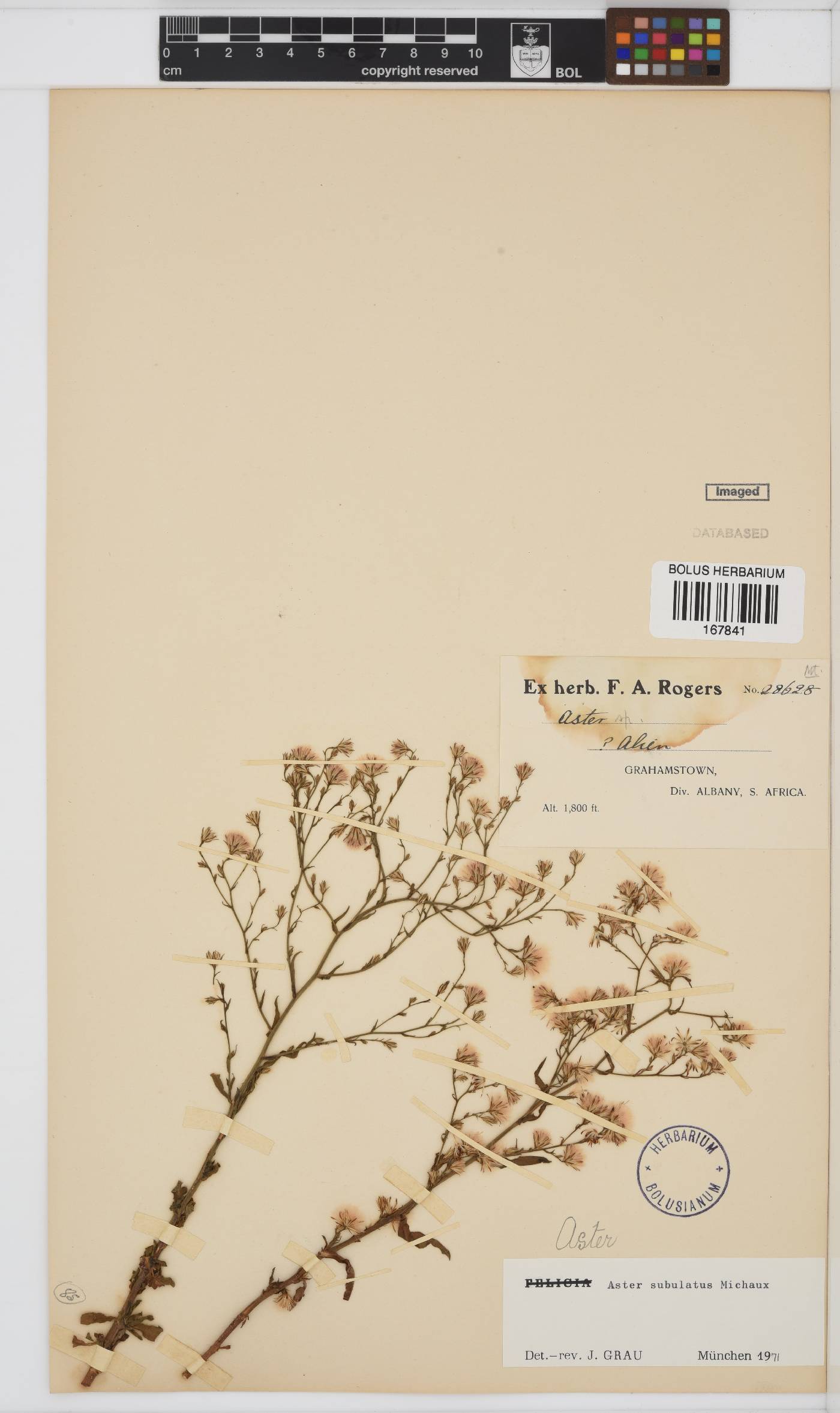 Symphyotrichum subulatum image