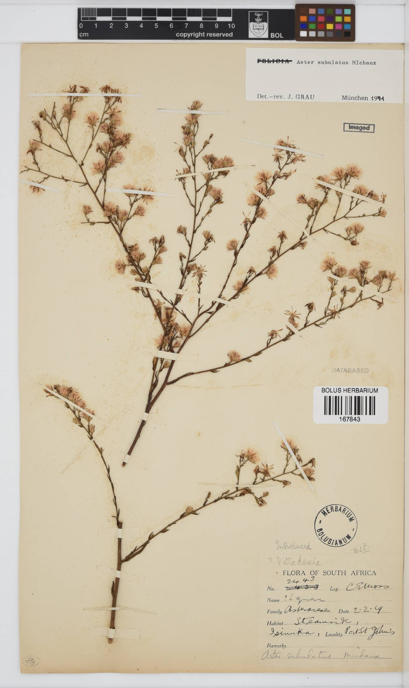 Symphyotrichum subulatum image