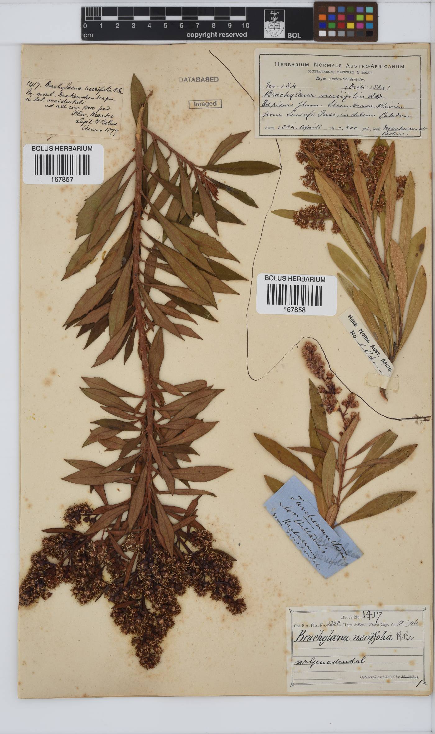 Brachylaena image