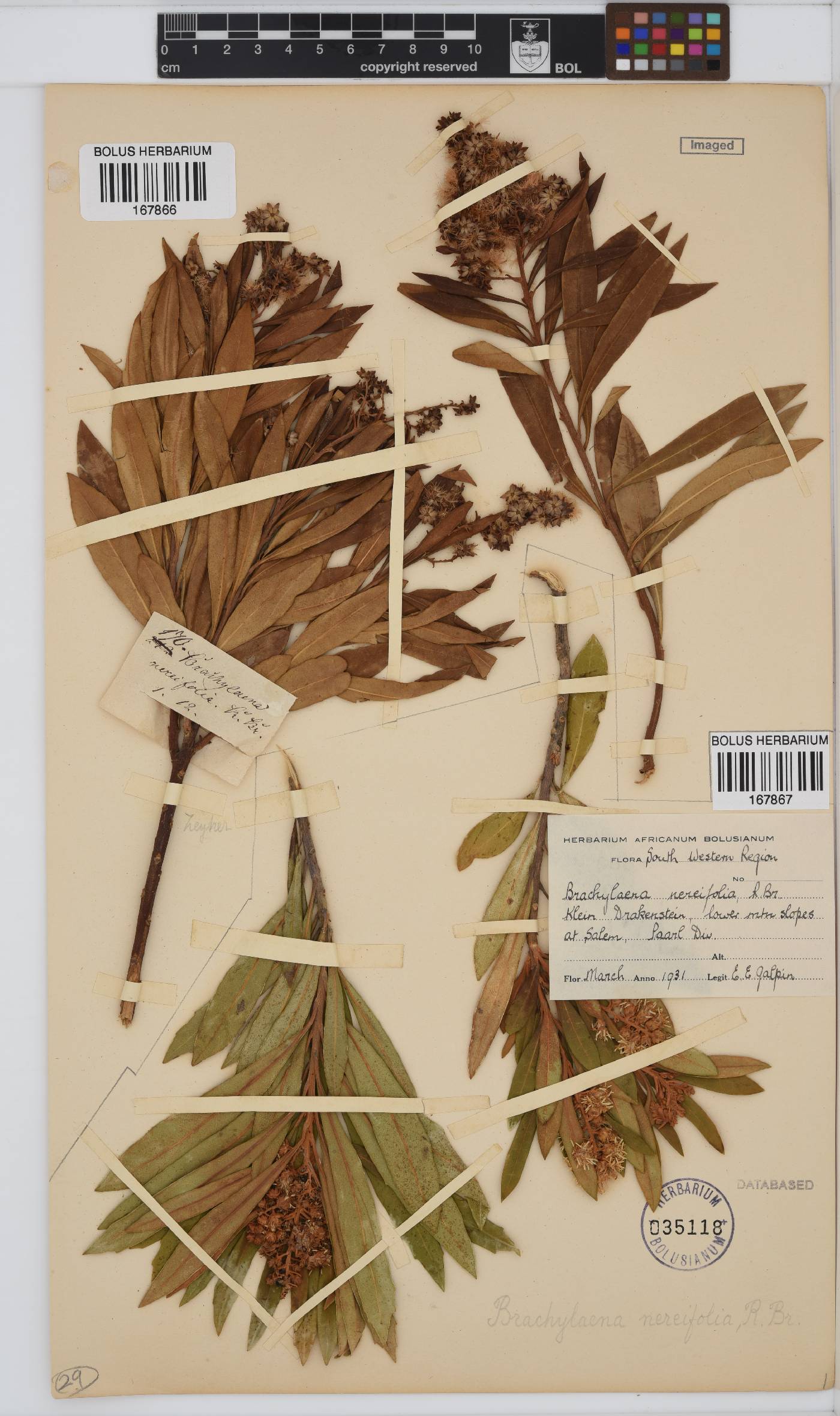 Brachylaena neriifolia image
