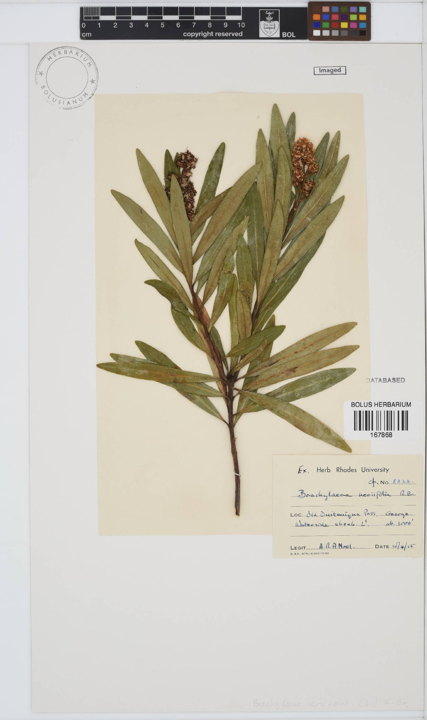 Brachylaena neriifolia image
