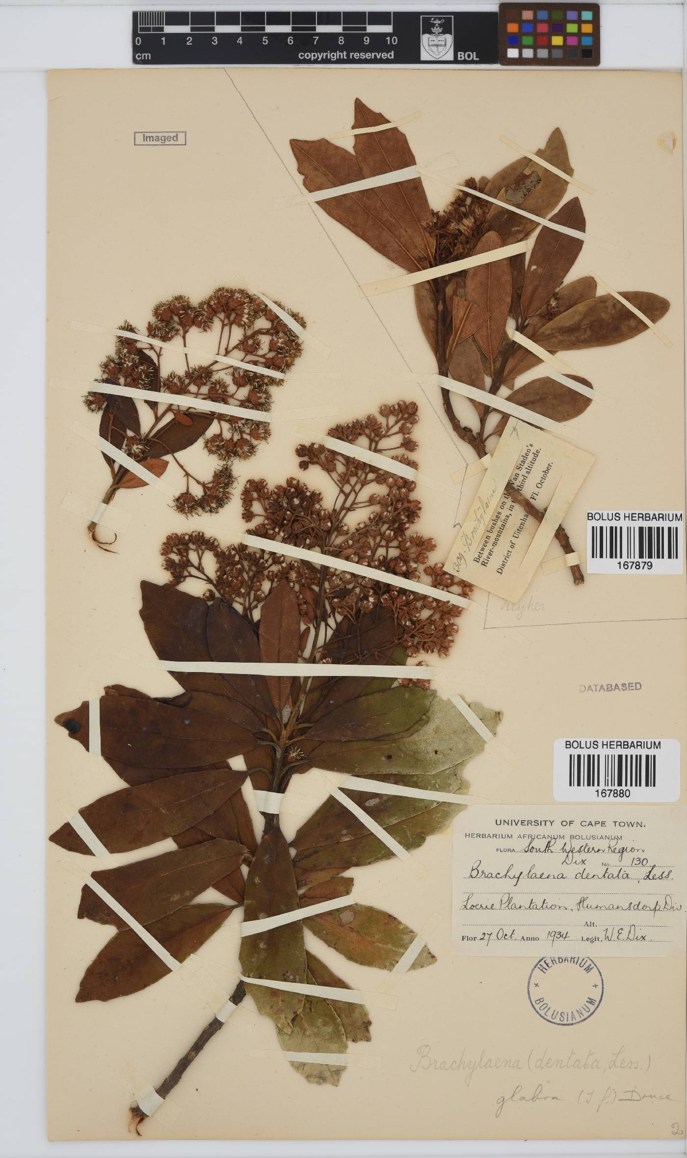 Brachylaena image