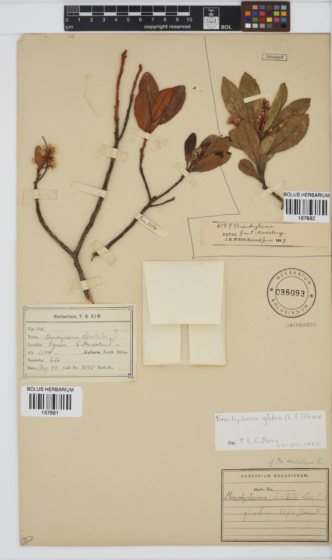 Brachylaena glabra image