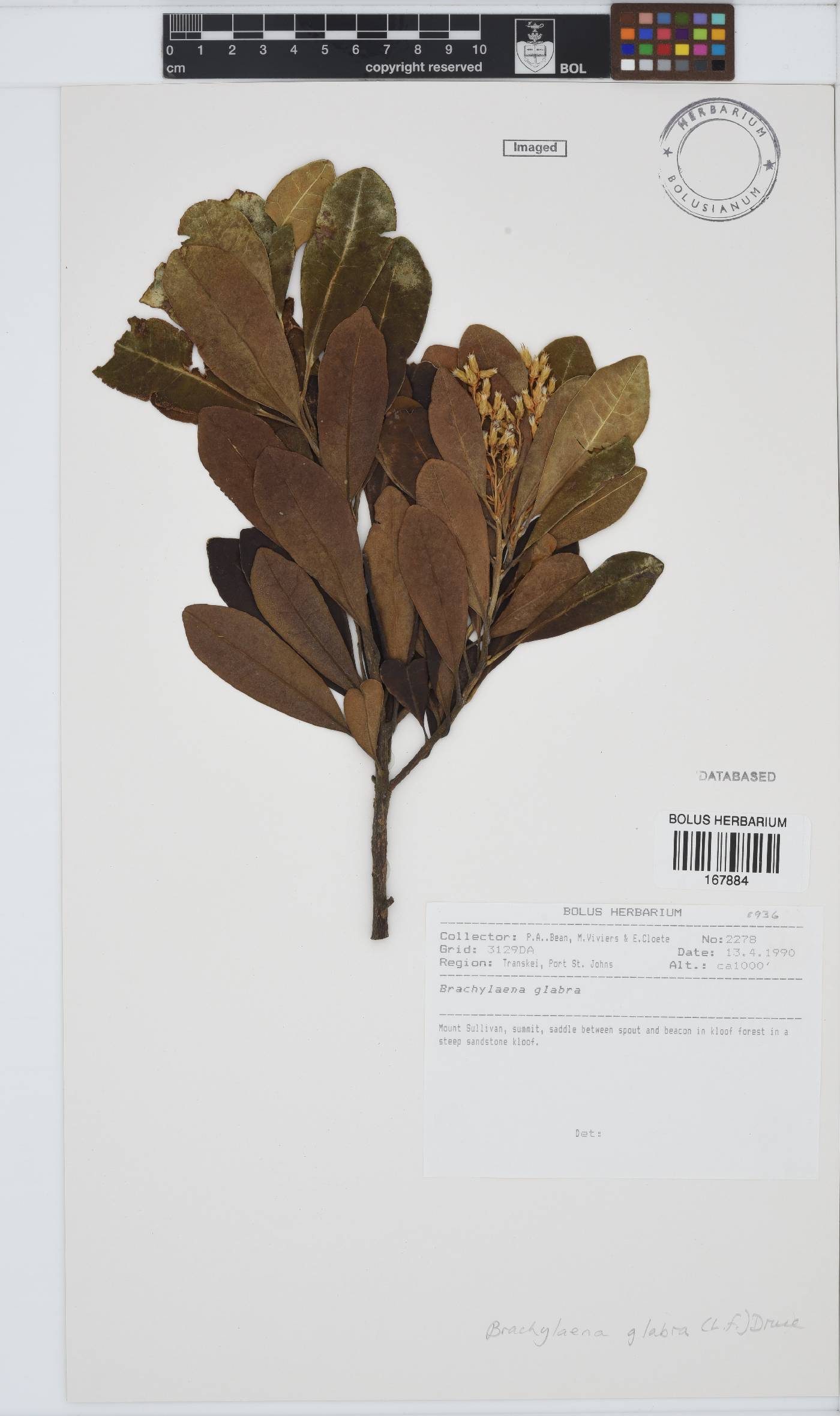 Brachylaena glabra image