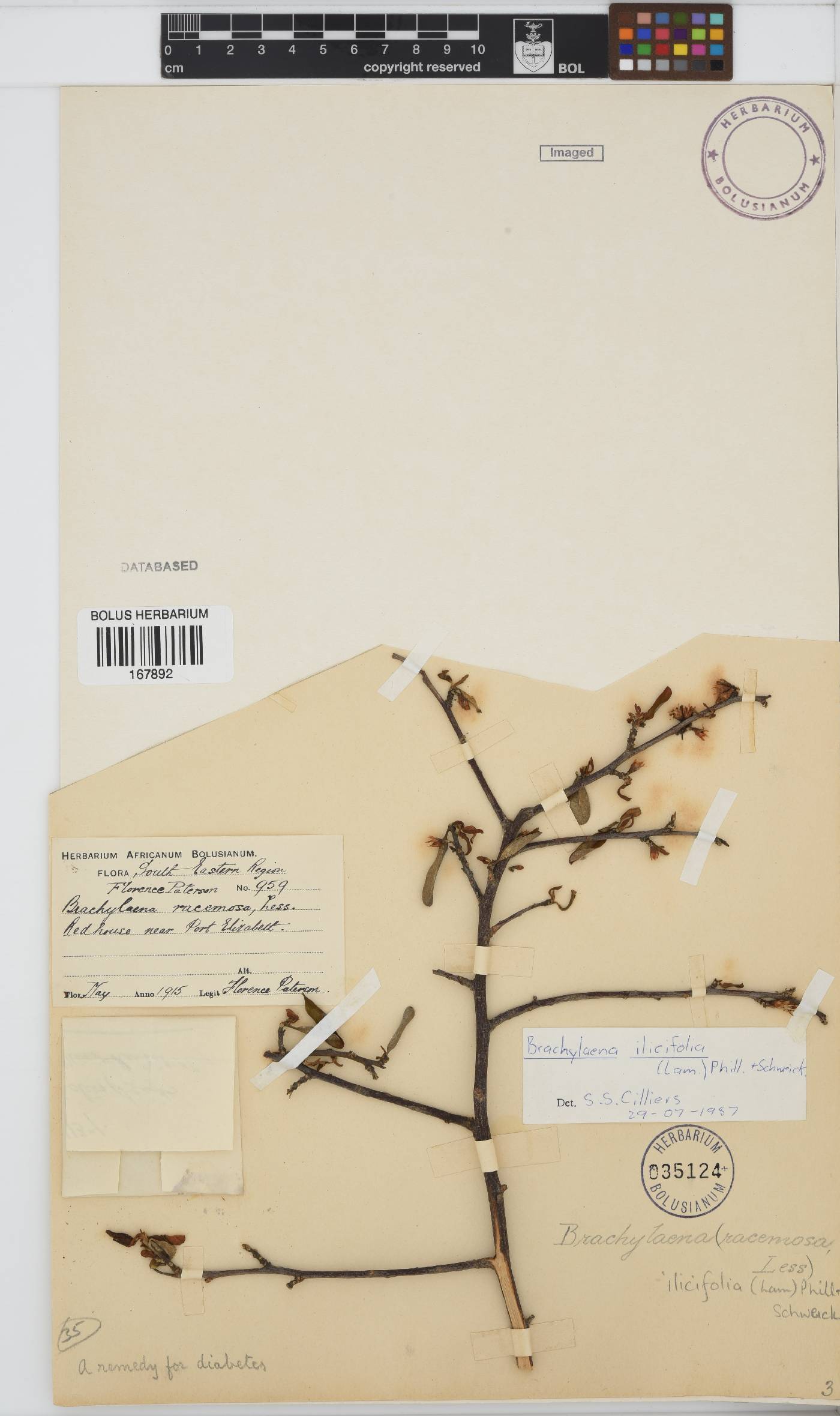 Brachylaena ilicifolia image