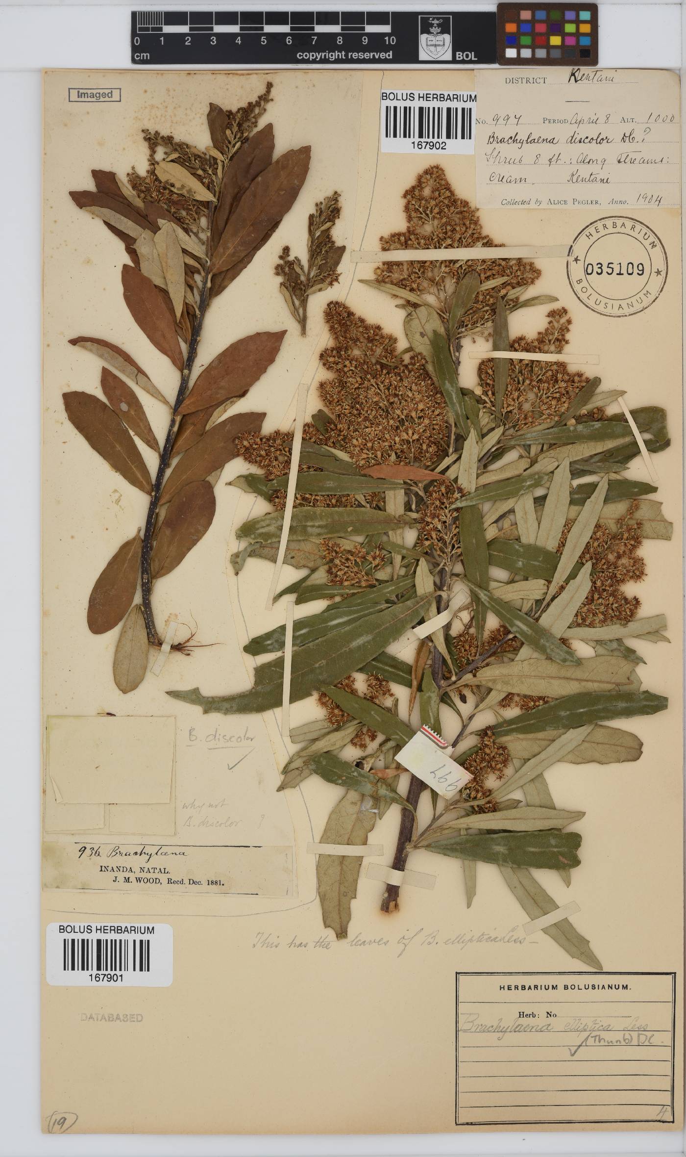 Brachylaena image