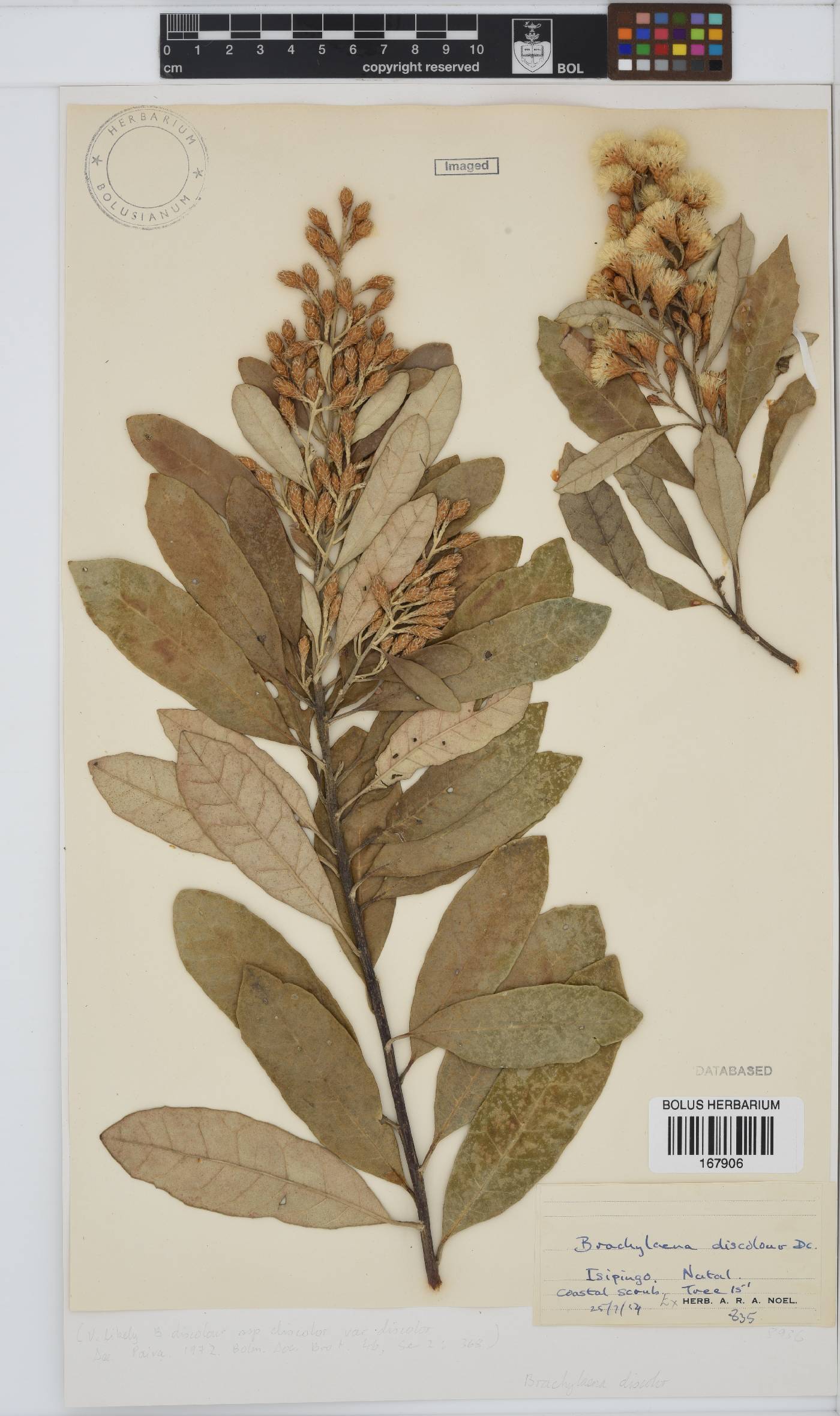 Brachylaena discolor image