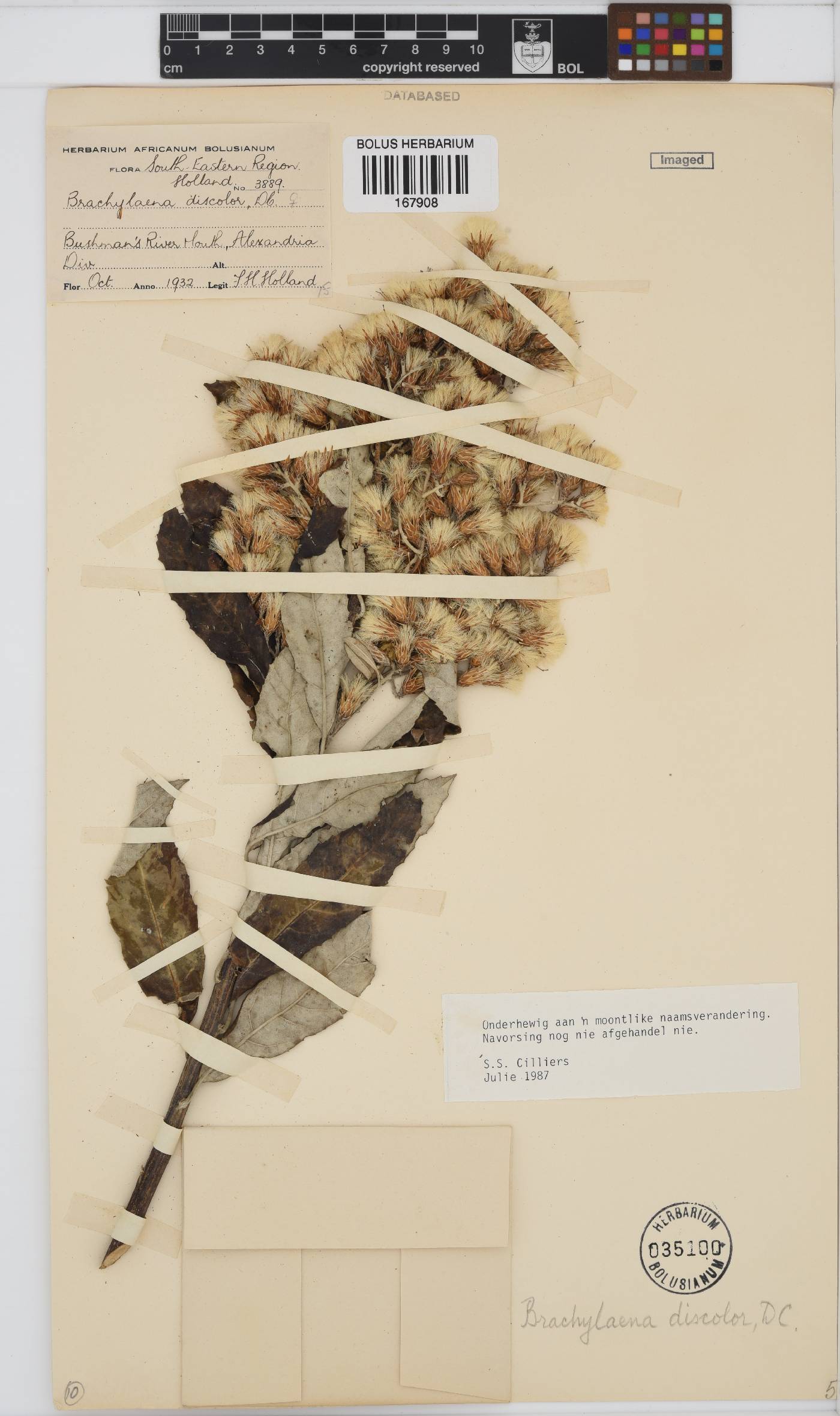 Brachylaena discolor image