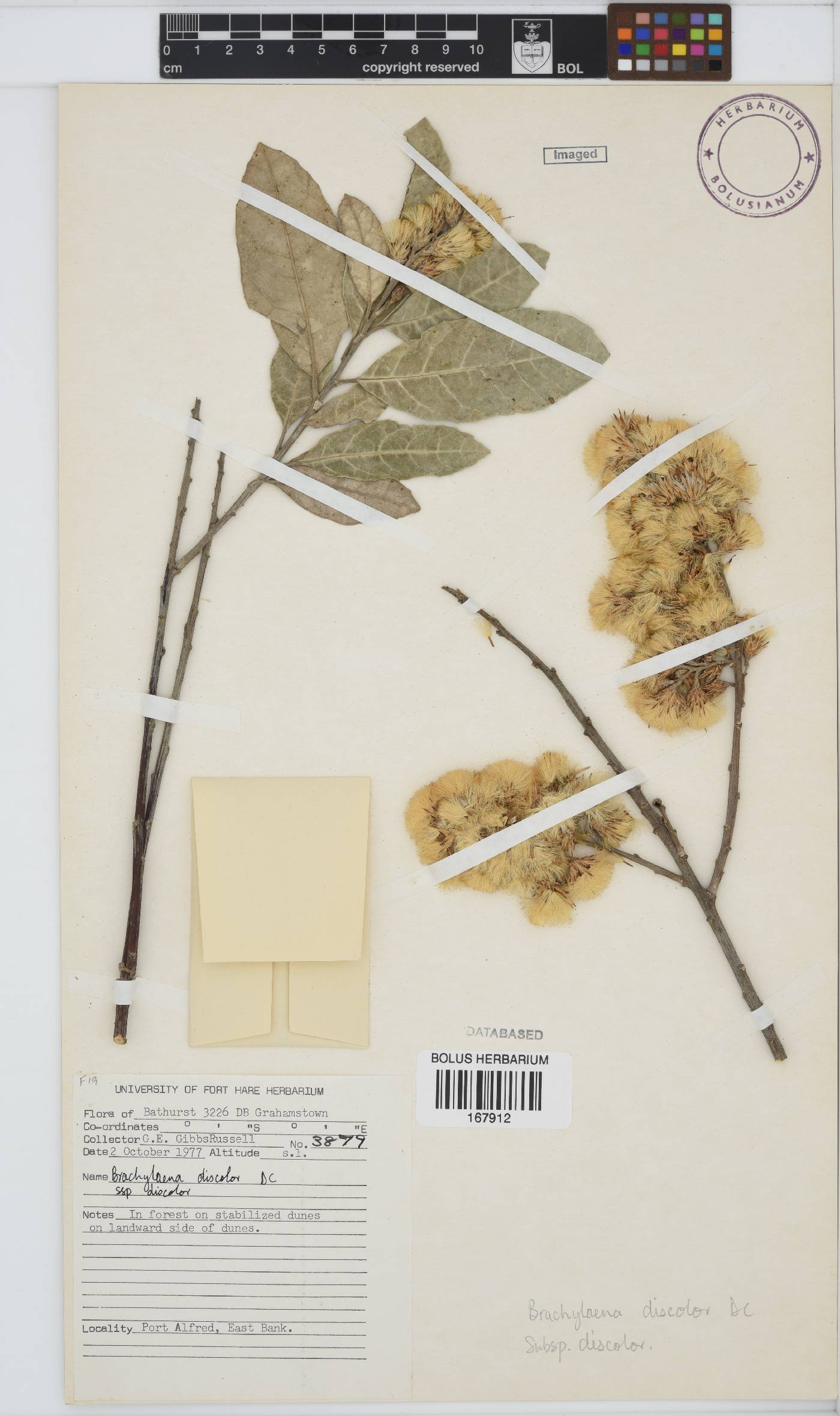 Brachylaena discolor image