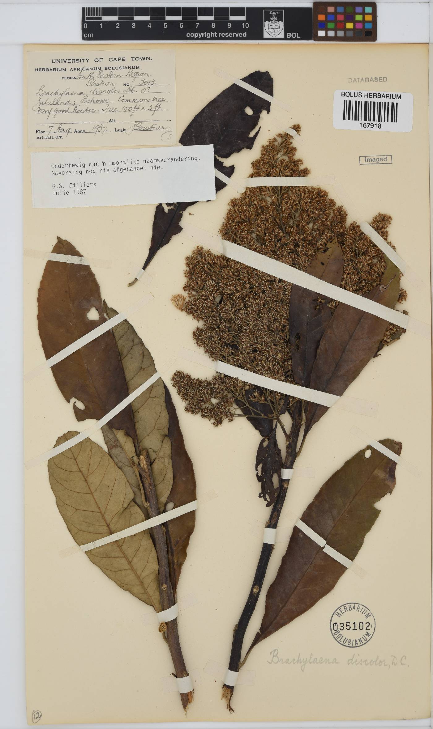 Brachylaena discolor image