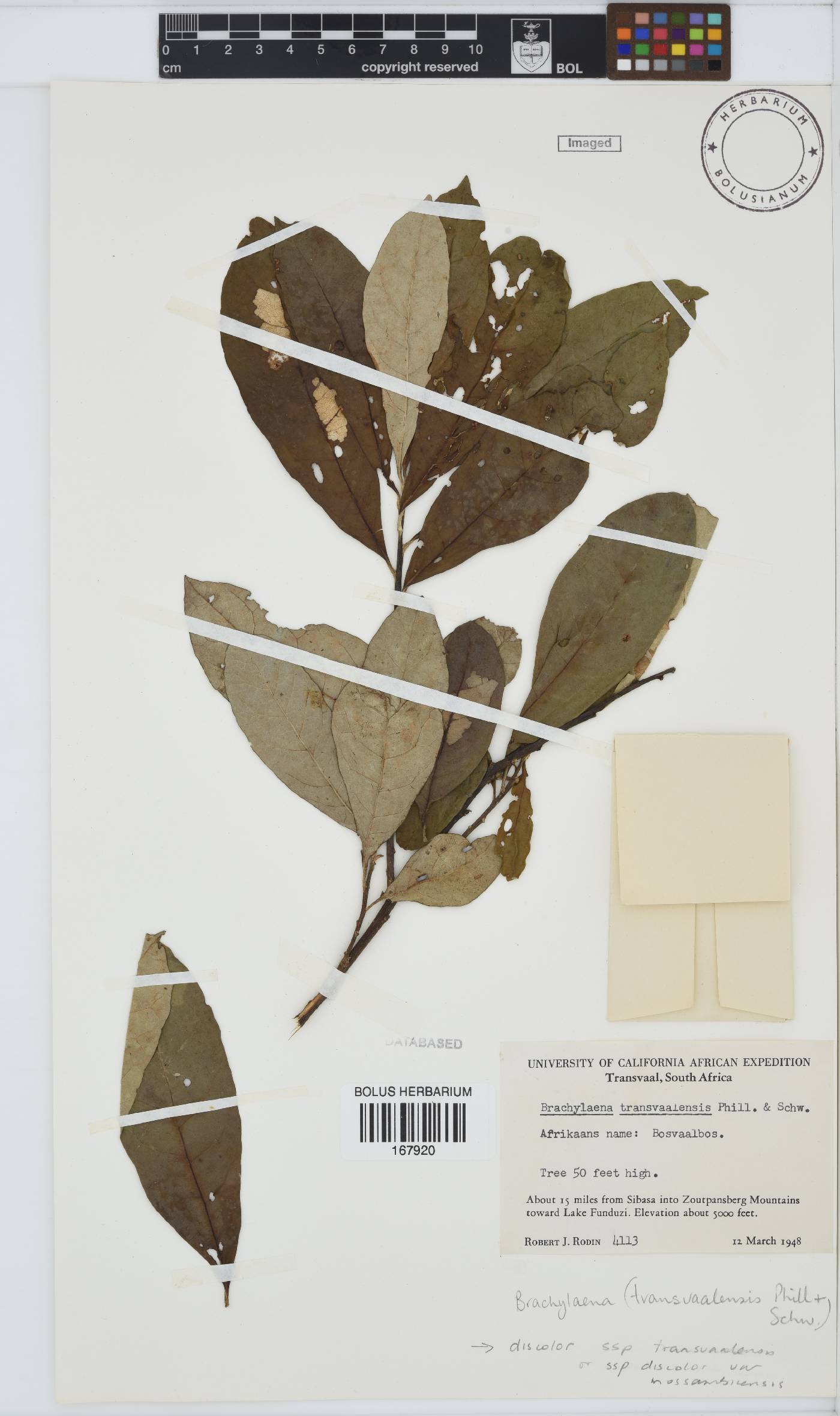 Brachylaena discolor image