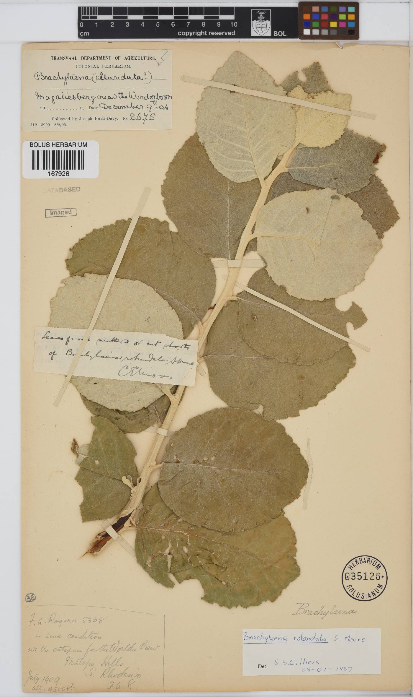 Brachylaena rotundata image
