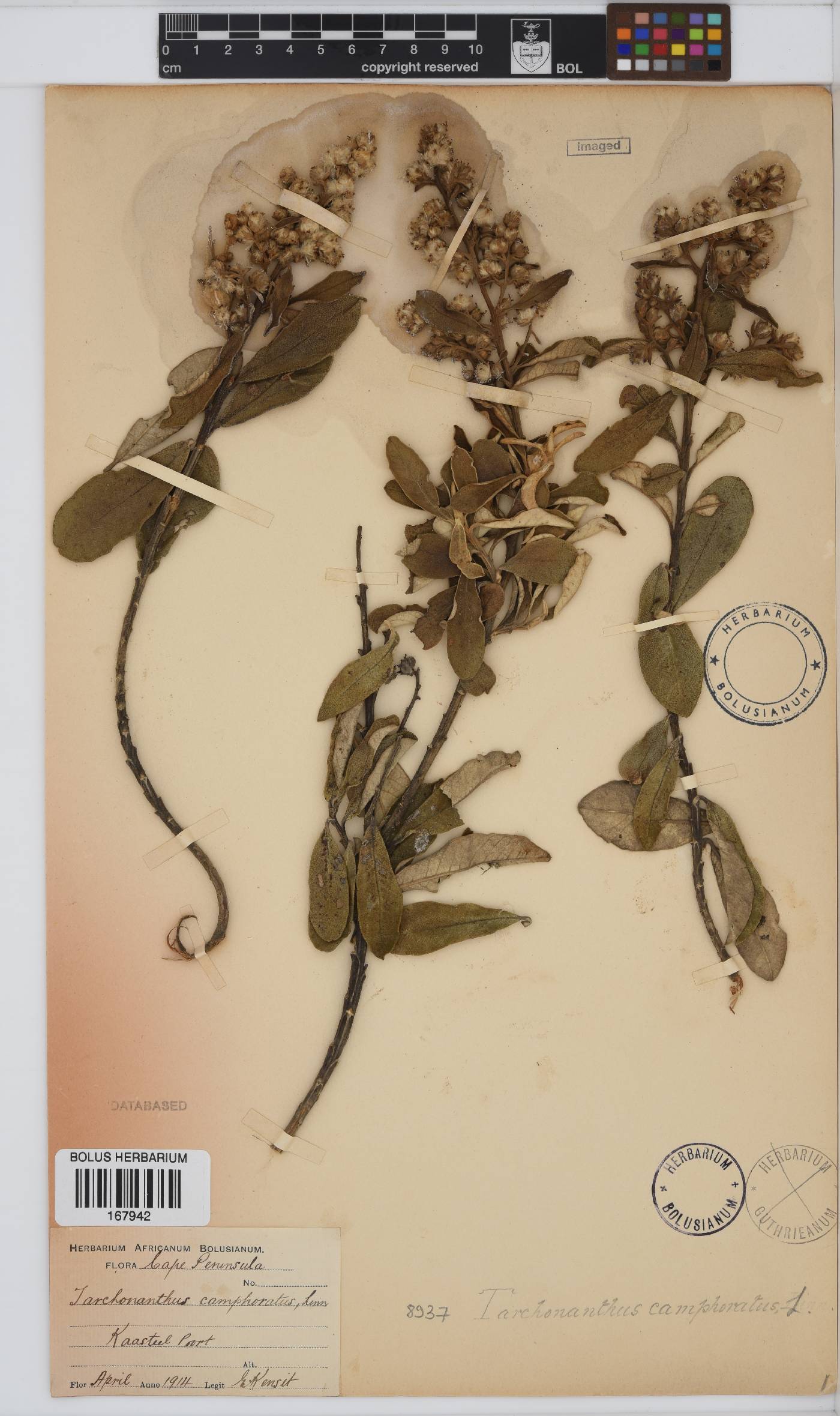 Tarchonanthus camphoratus image