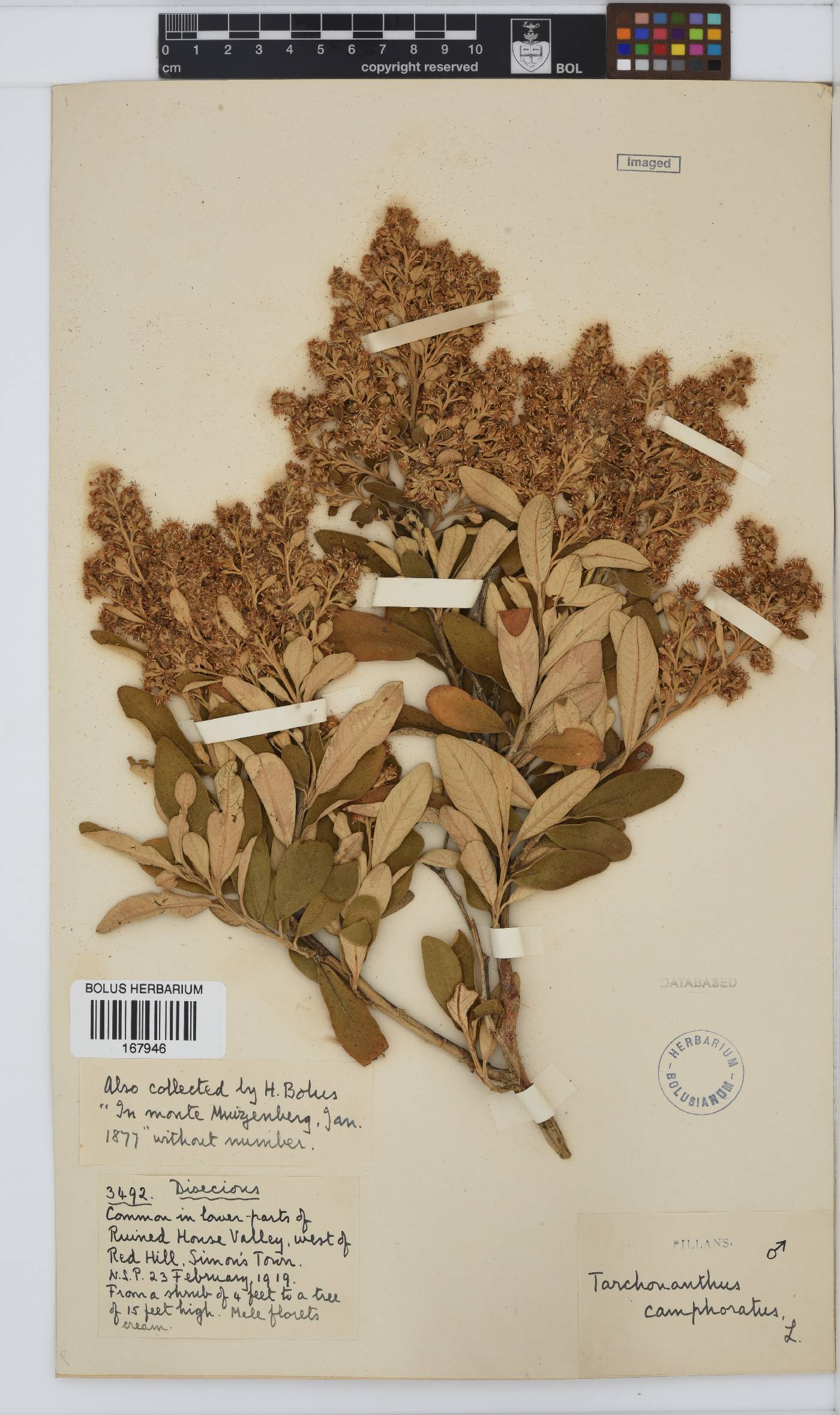 Tarchonanthus camphoratus image