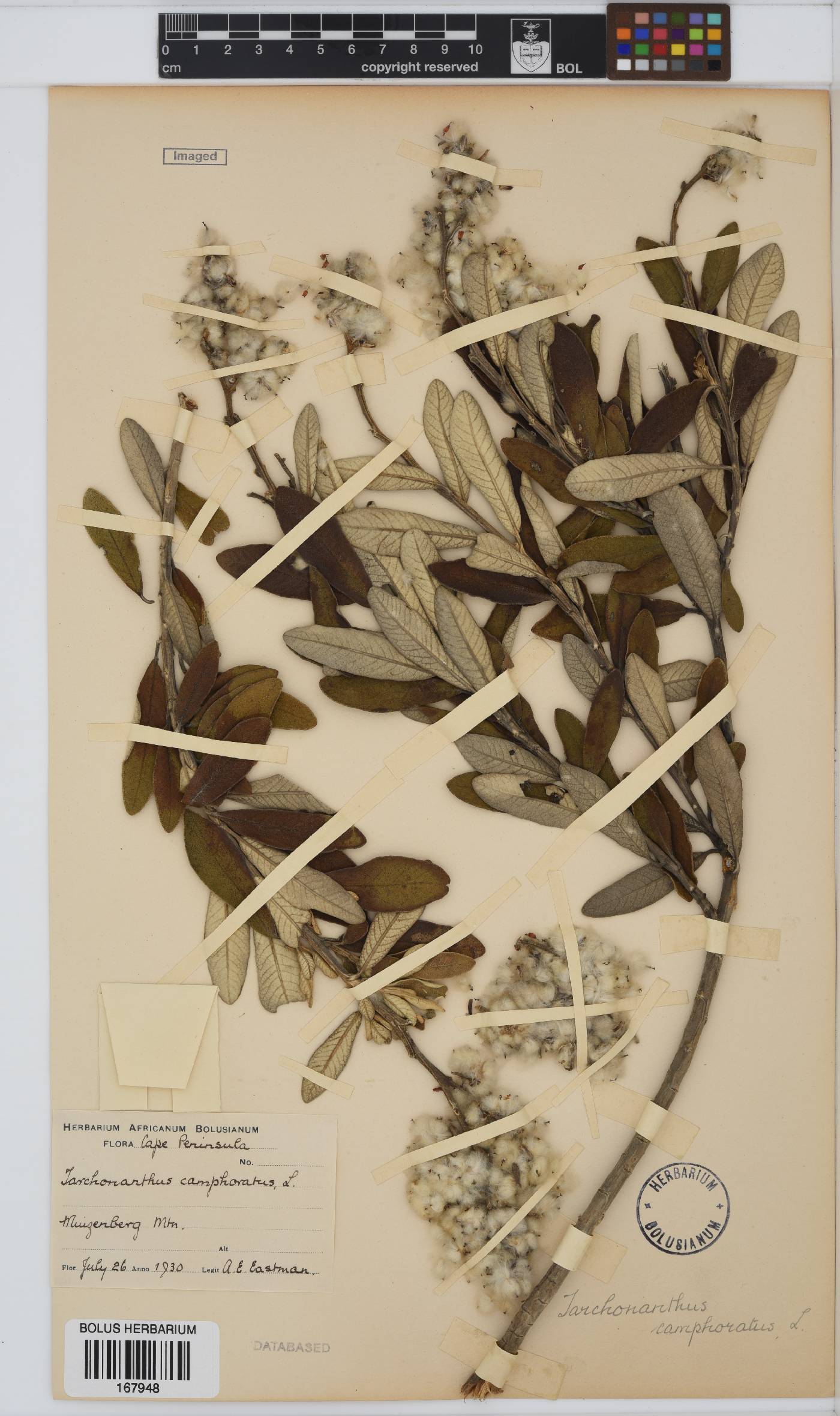 Tarchonanthus image