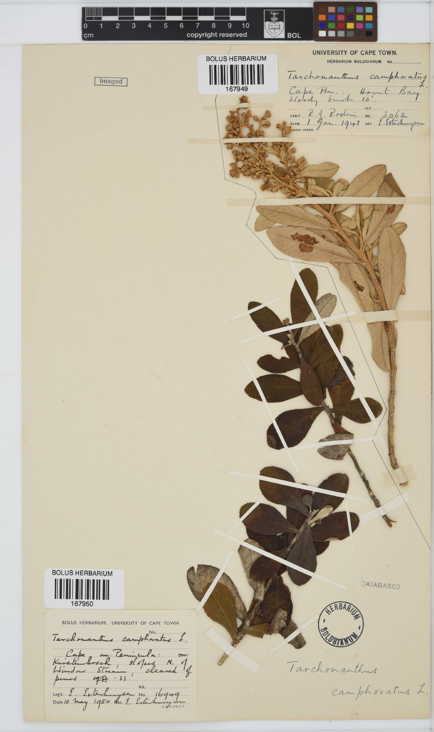 Tarchonanthus image