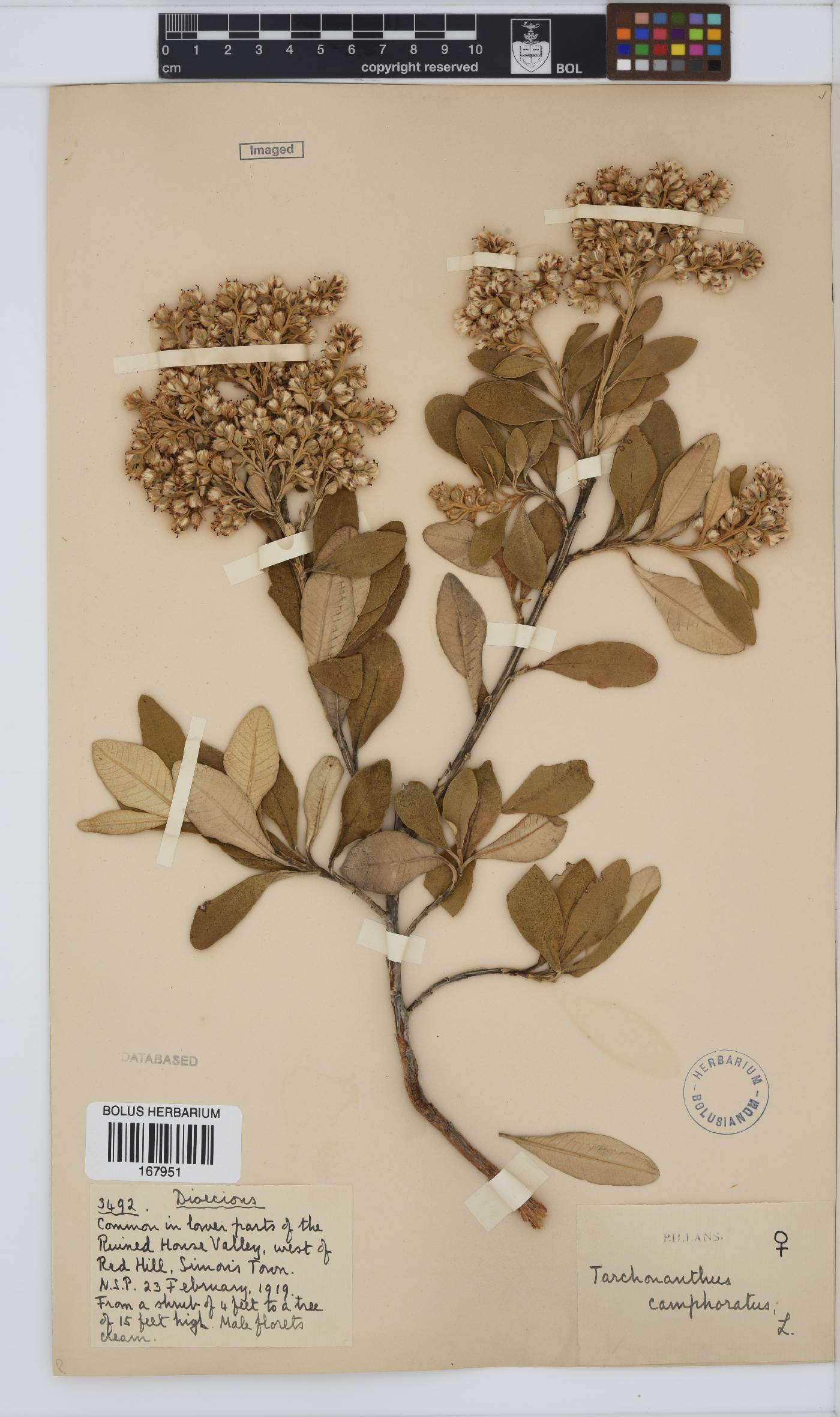 Tarchonanthus camphoratus image
