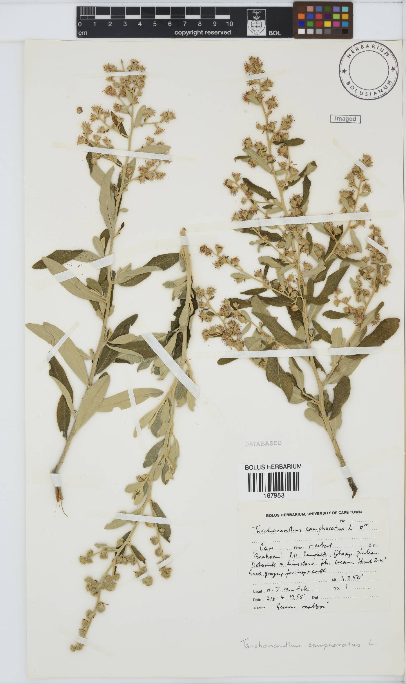 Tarchonanthus camphoratus image