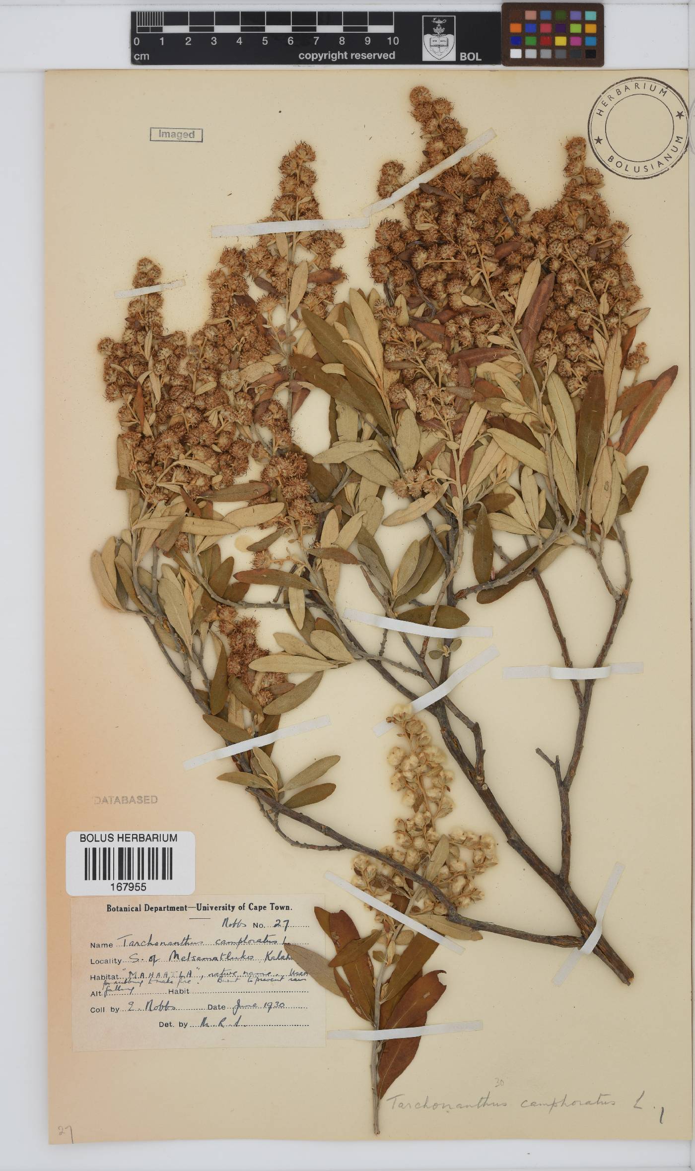 Tarchonanthus camphoratus image