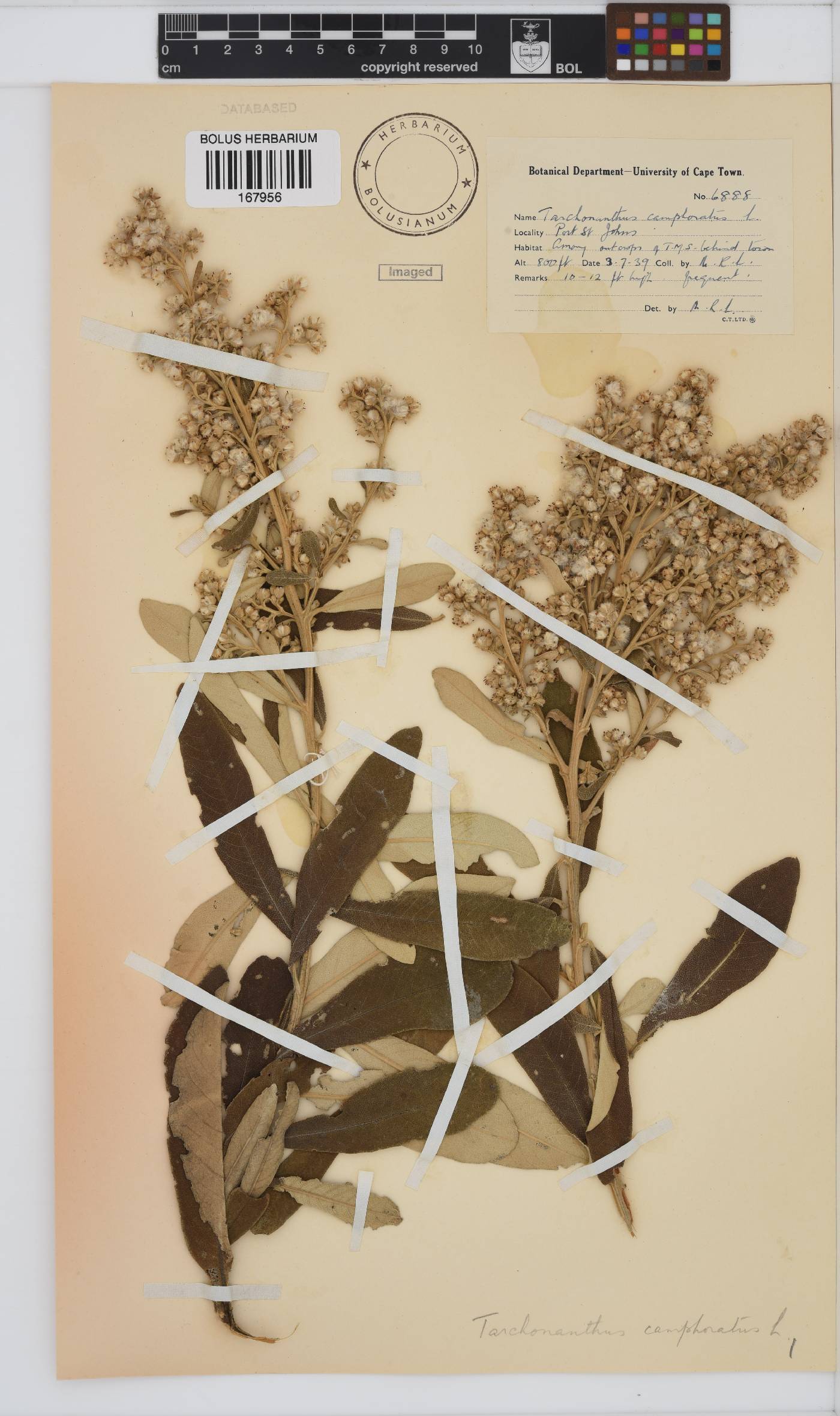 Tarchonanthus camphoratus image