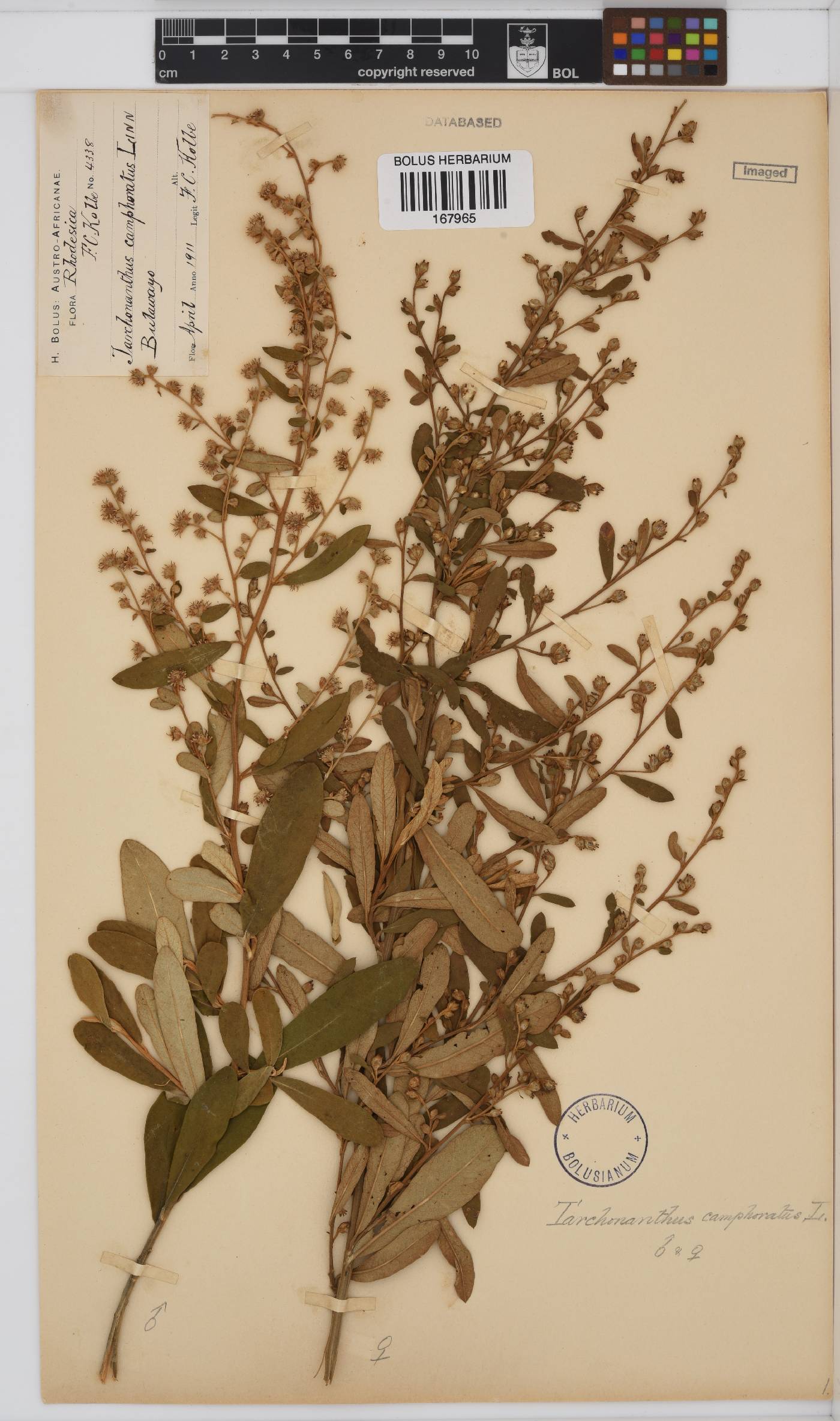 Tarchonanthus camphoratus image