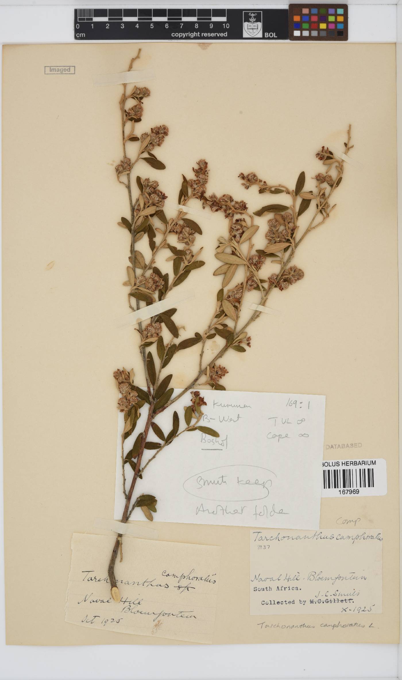 Tarchonanthus camphoratus image