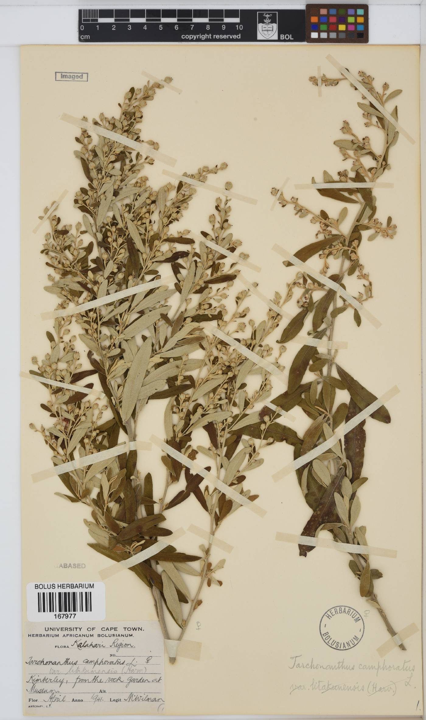 Tarchonanthus image