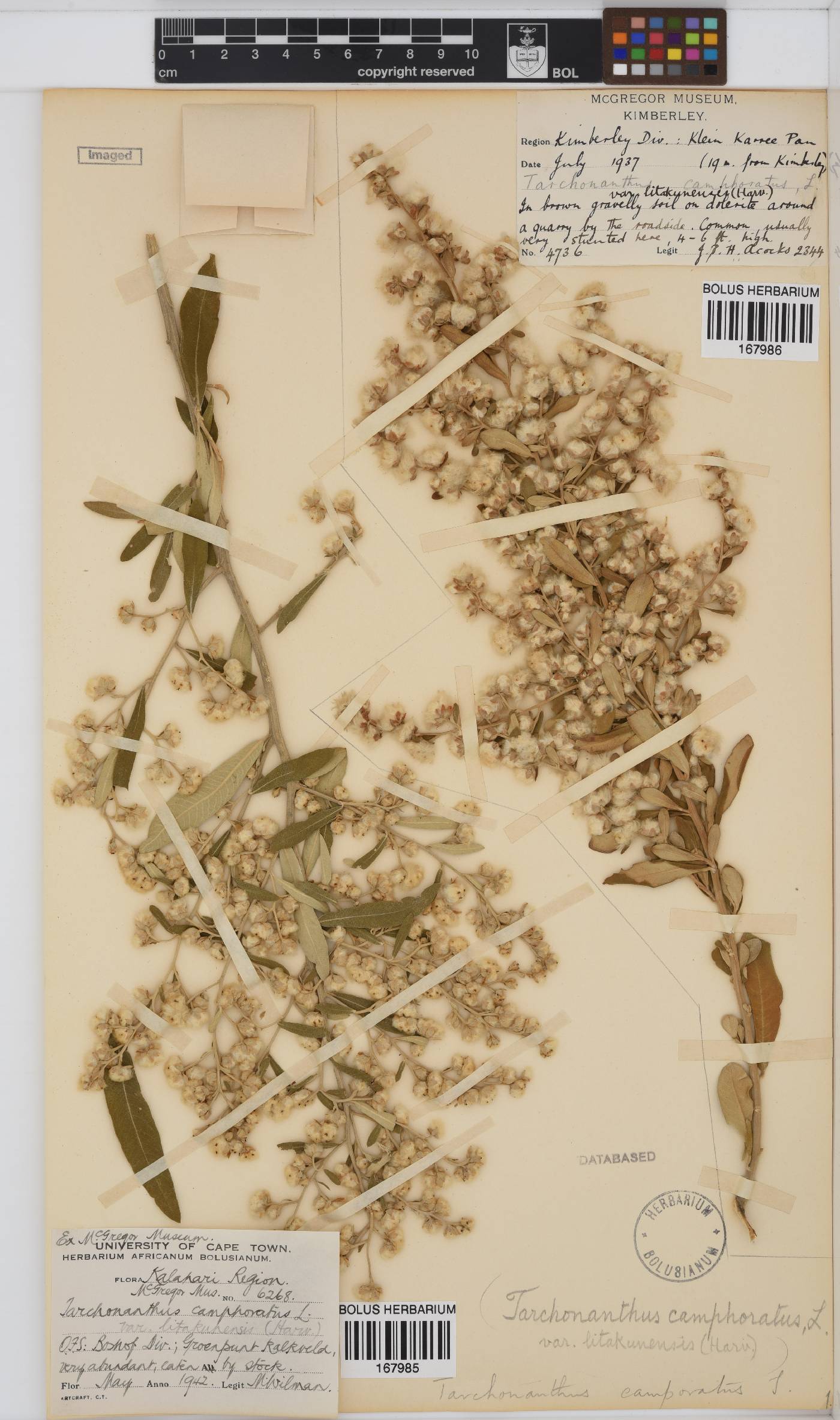 Tarchonanthus camphoratus image