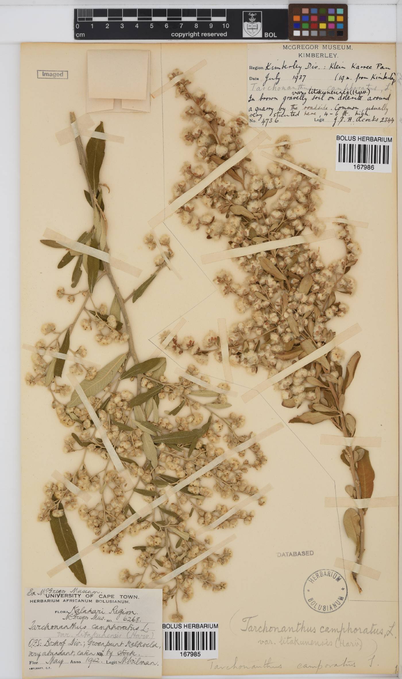 Tarchonanthus camphoratus image