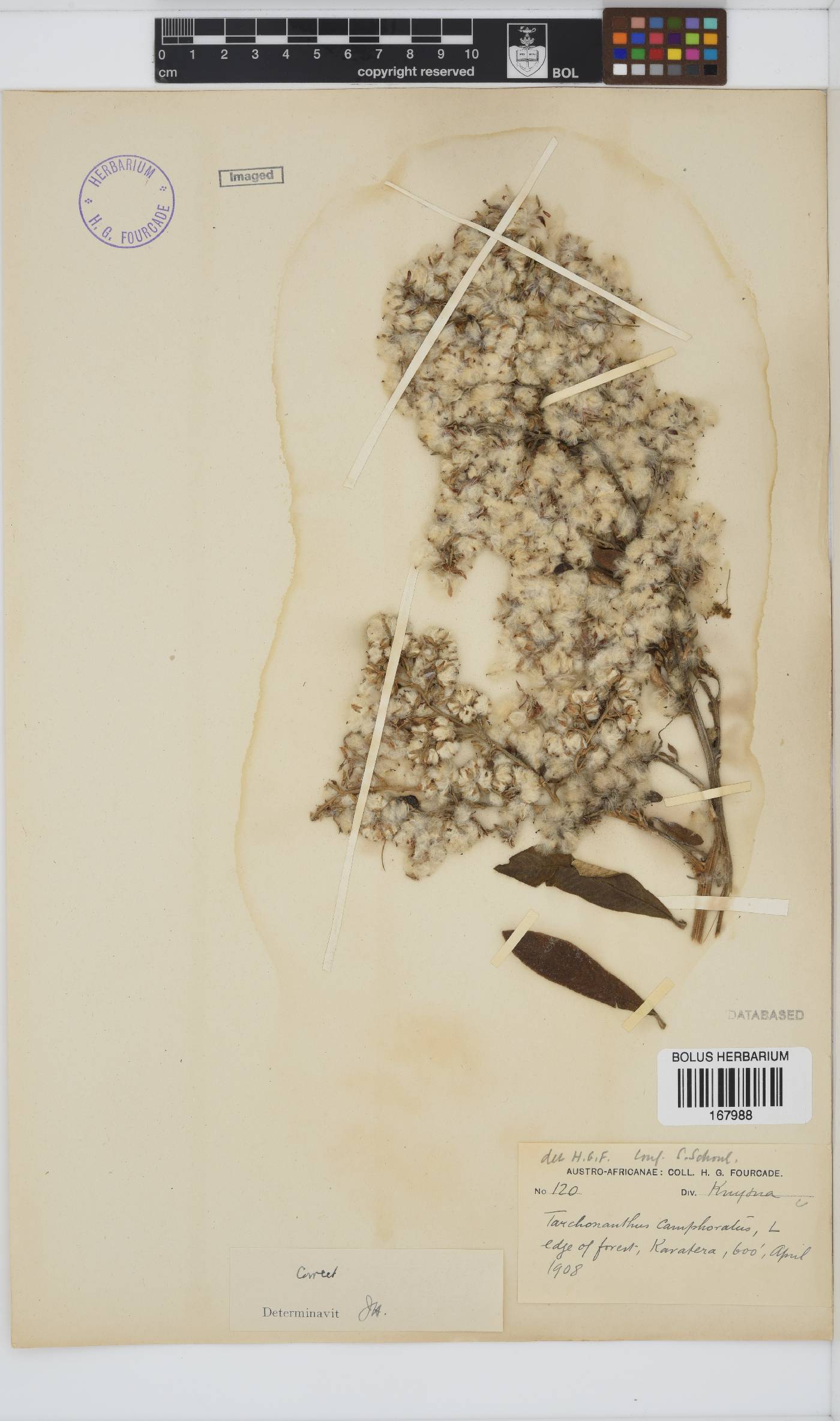 Tarchonanthus camphoratus image