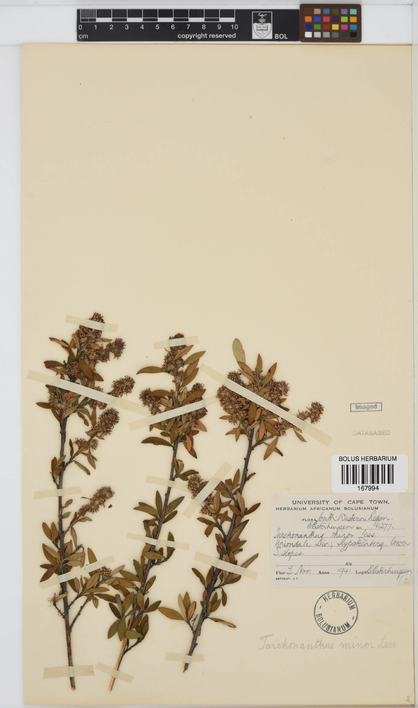 Tarchonanthus camphoratus image