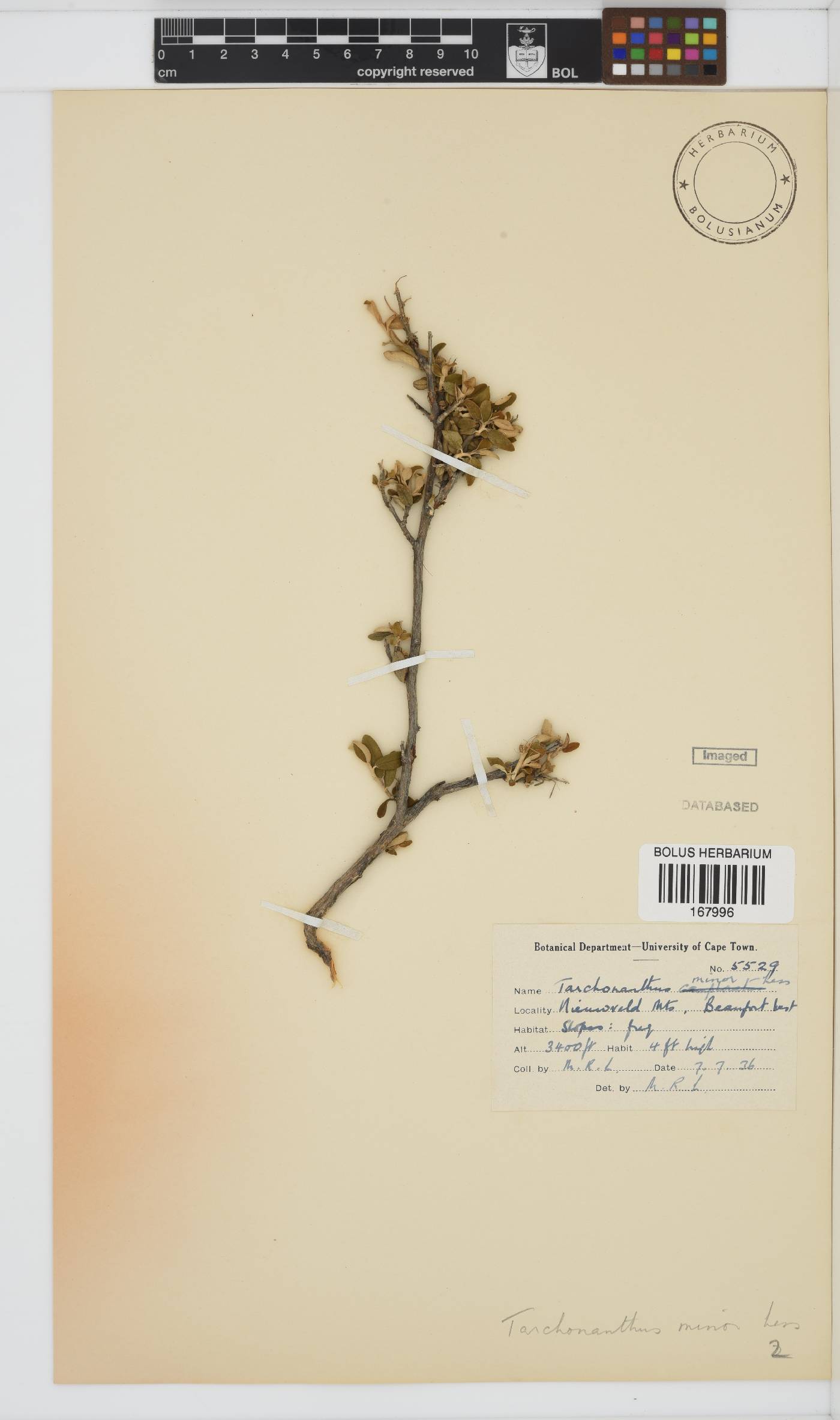 Tarchonanthus camphoratus image