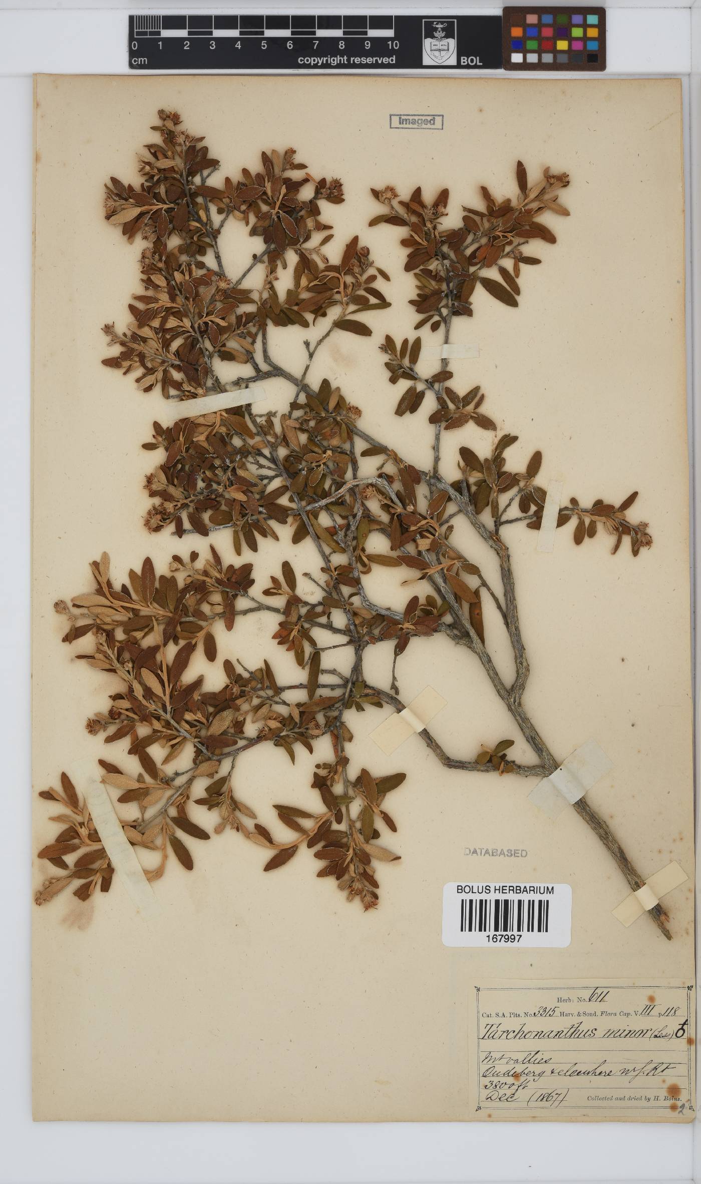 Tarchonanthus camphoratus image
