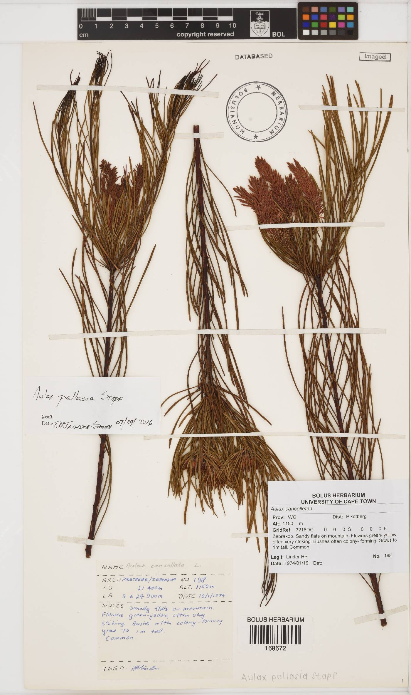 Aulax pallasia image