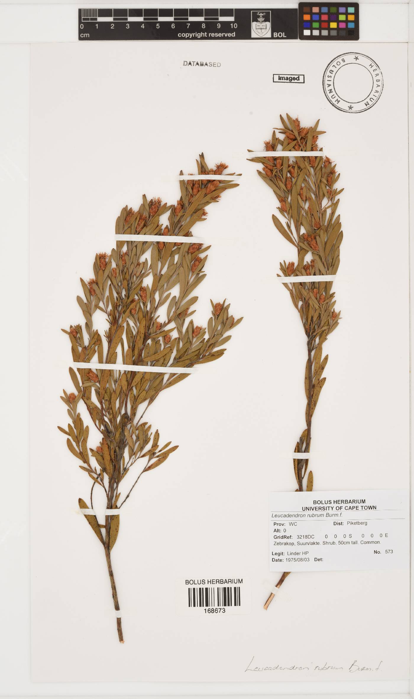 Leucadendron rubrum image