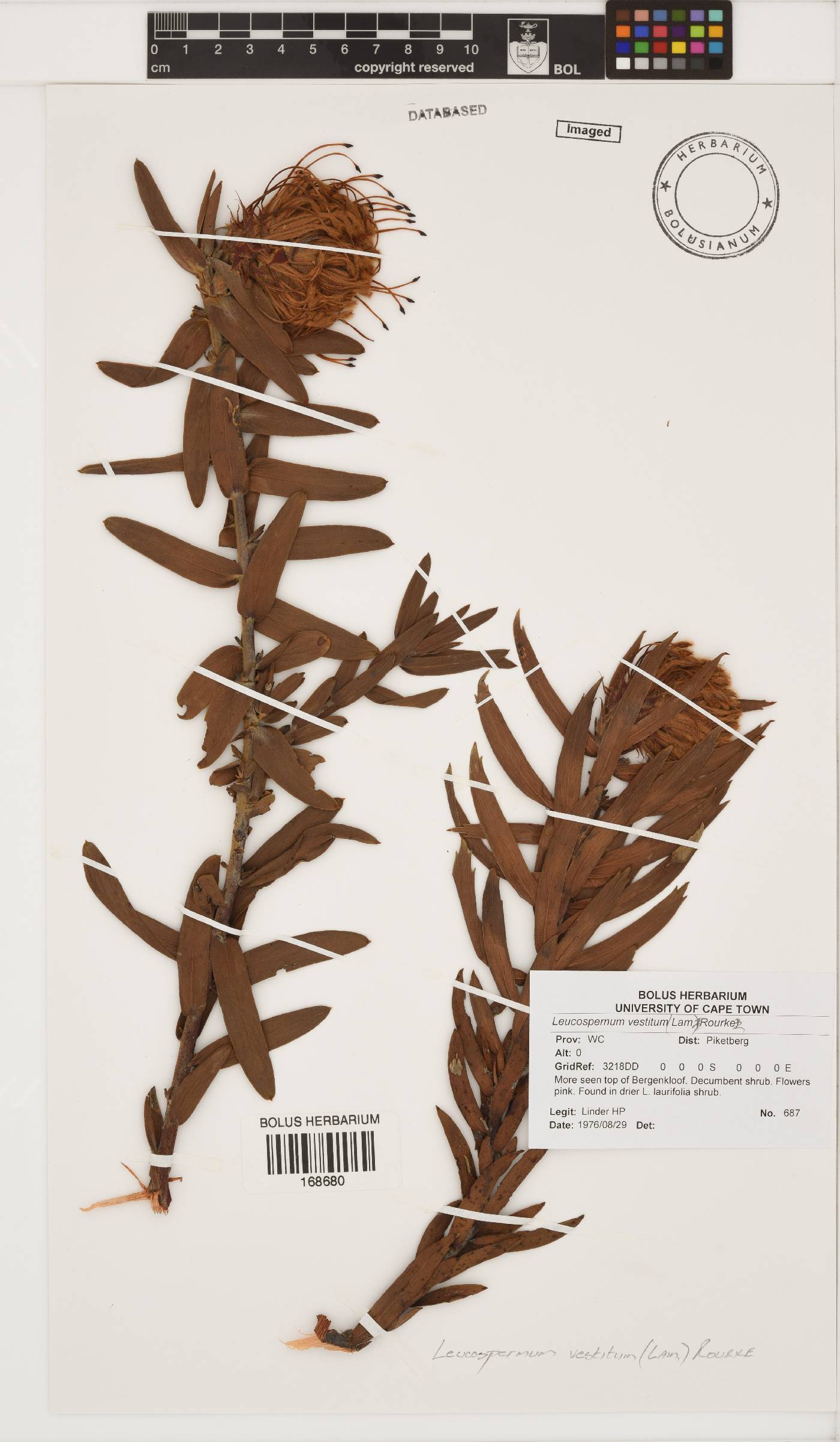 Leucospermum vestitum image