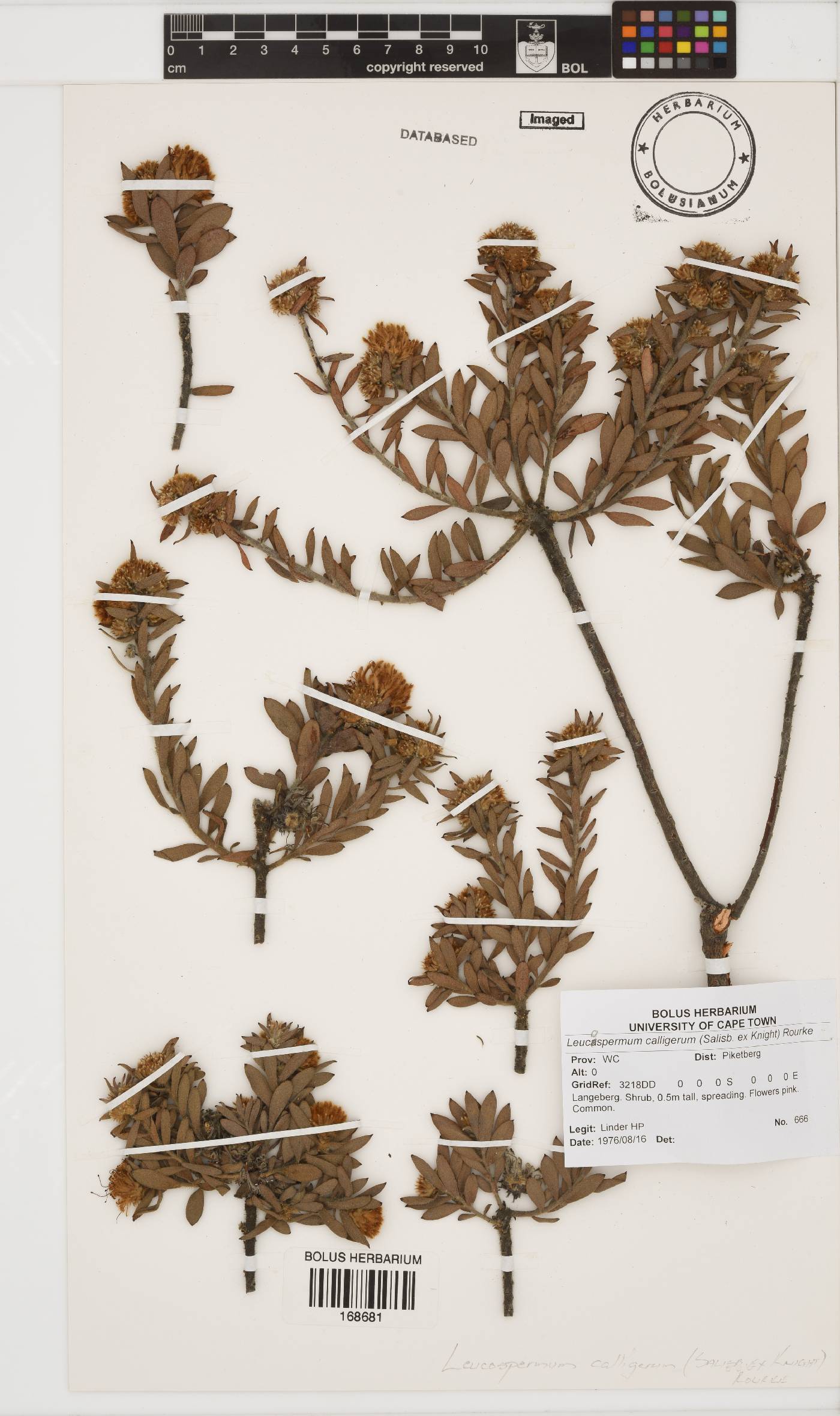 Leucospermum calligerum image