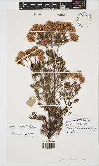 Serruria fucifolia image