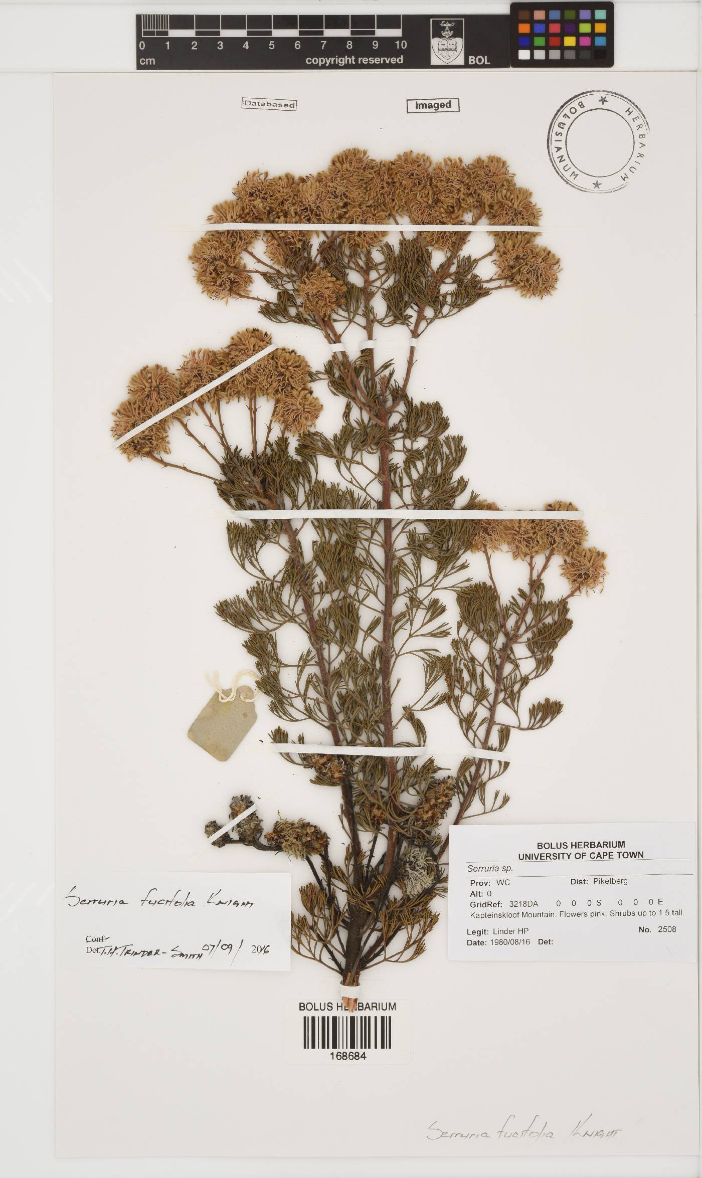 Serruria fucifolia image