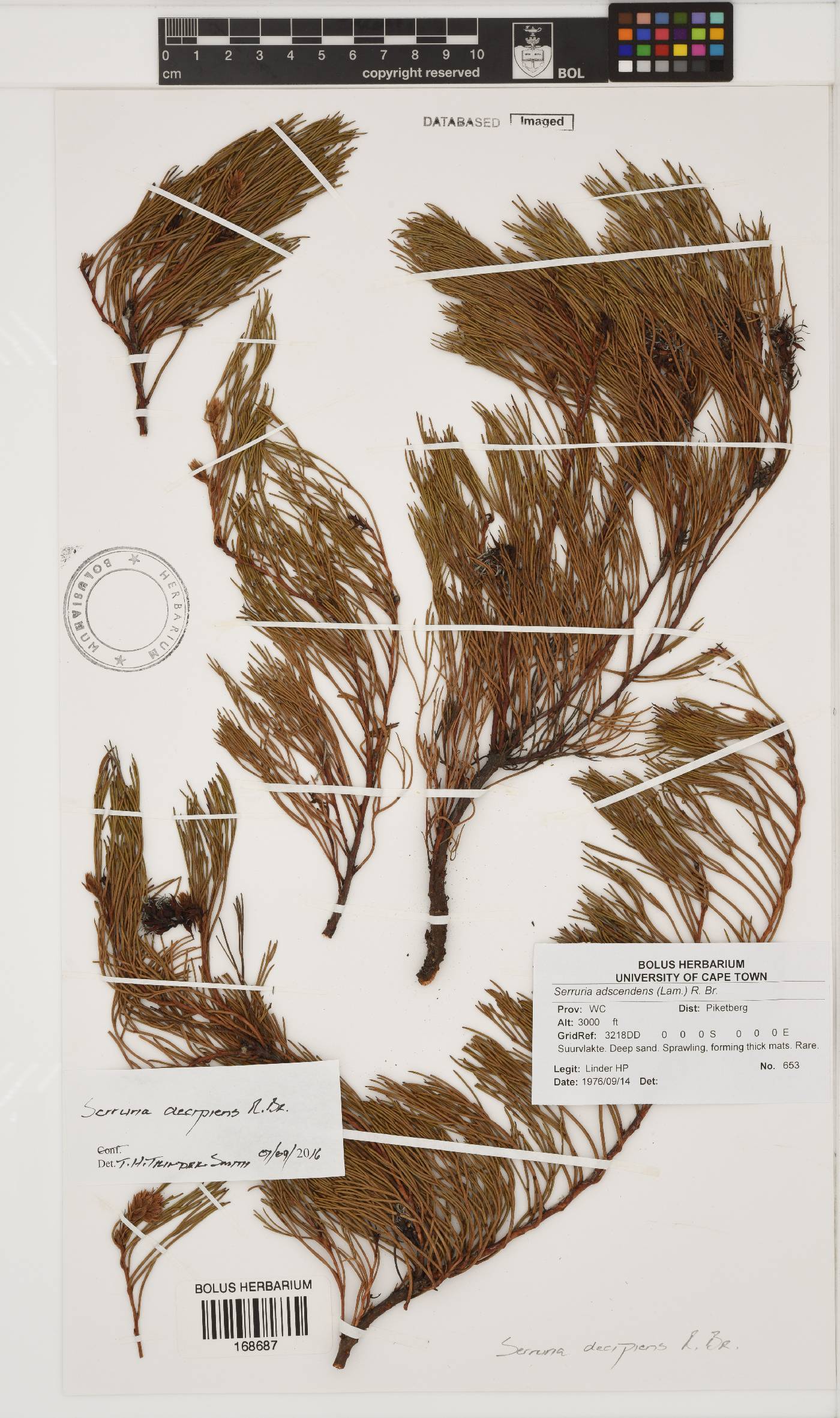 Serruria decipiens image