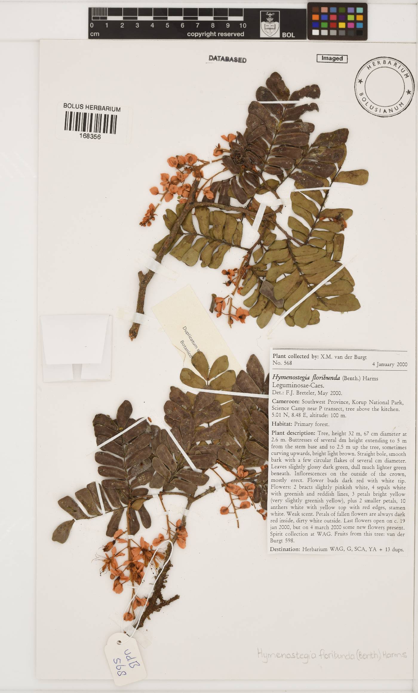 Hymenostegia floribunda image