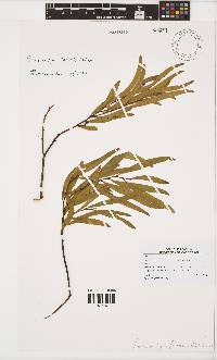 Image of Acacia saligna