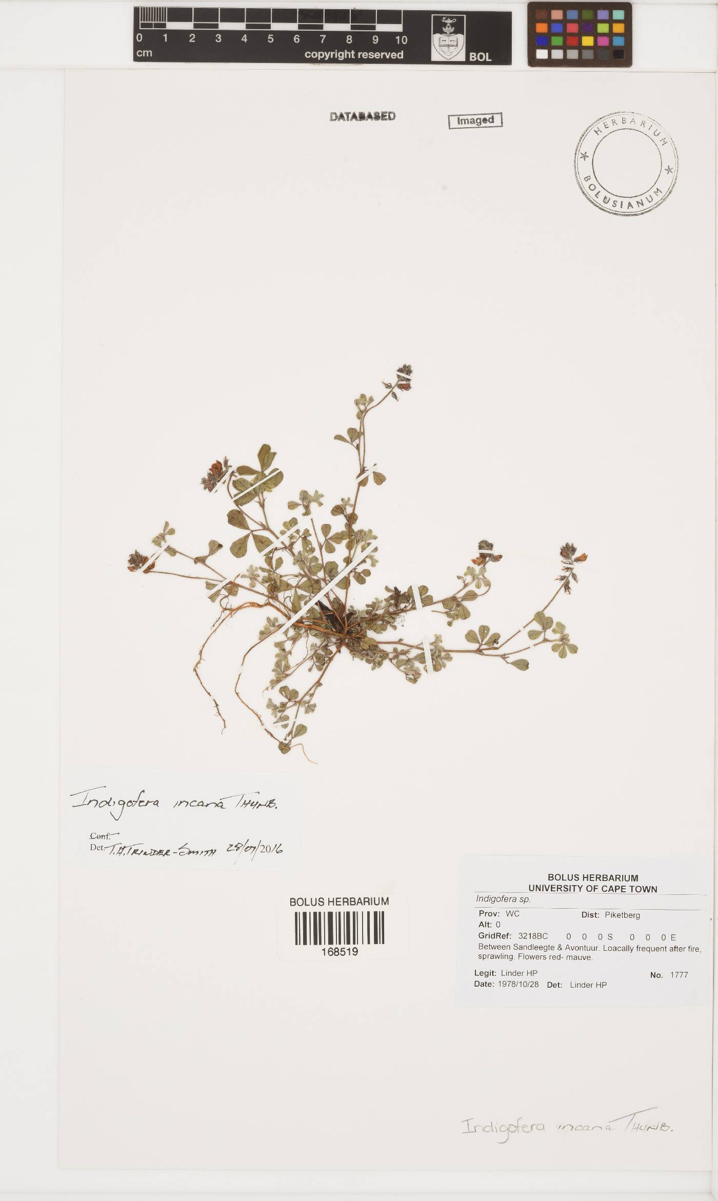 Indigofera incana image