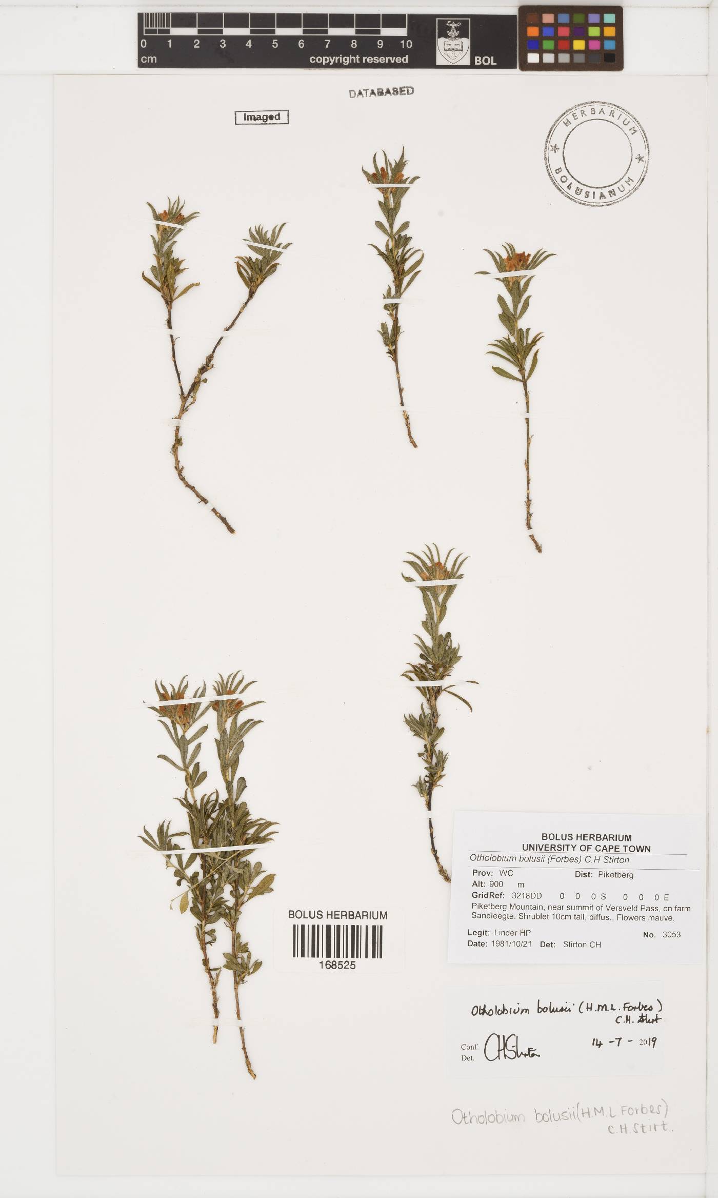 Otholobium bolusii image
