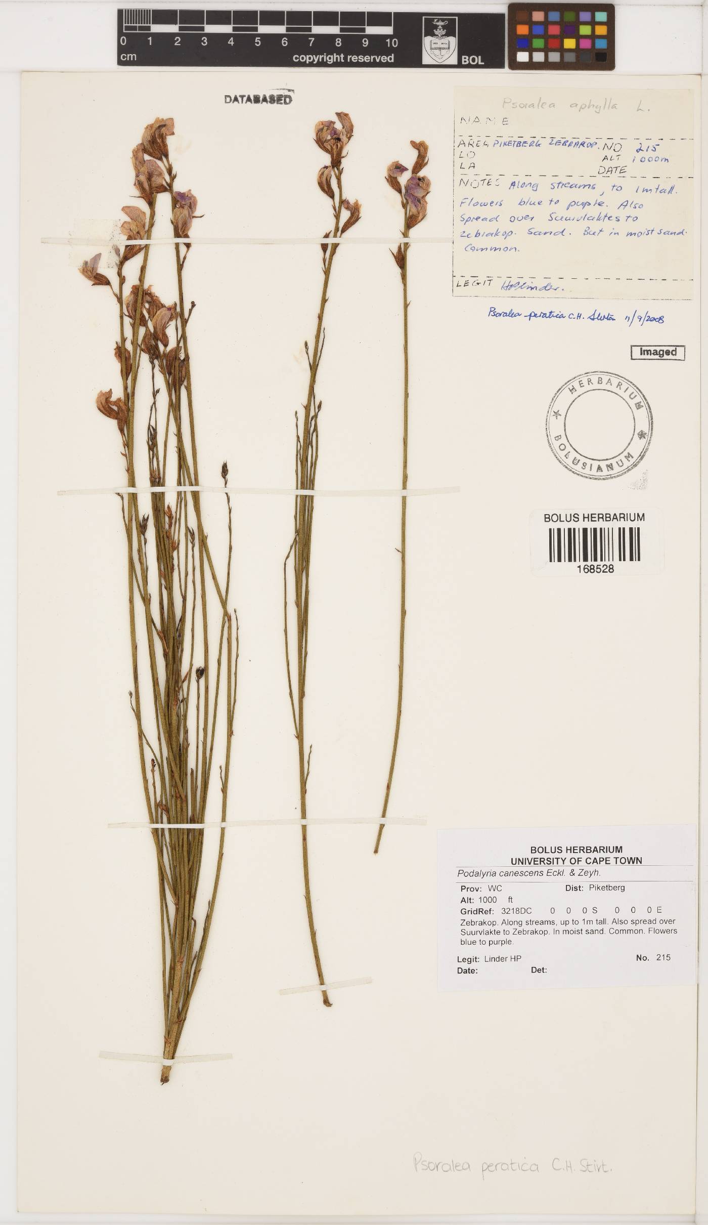 Psoralea peratica image