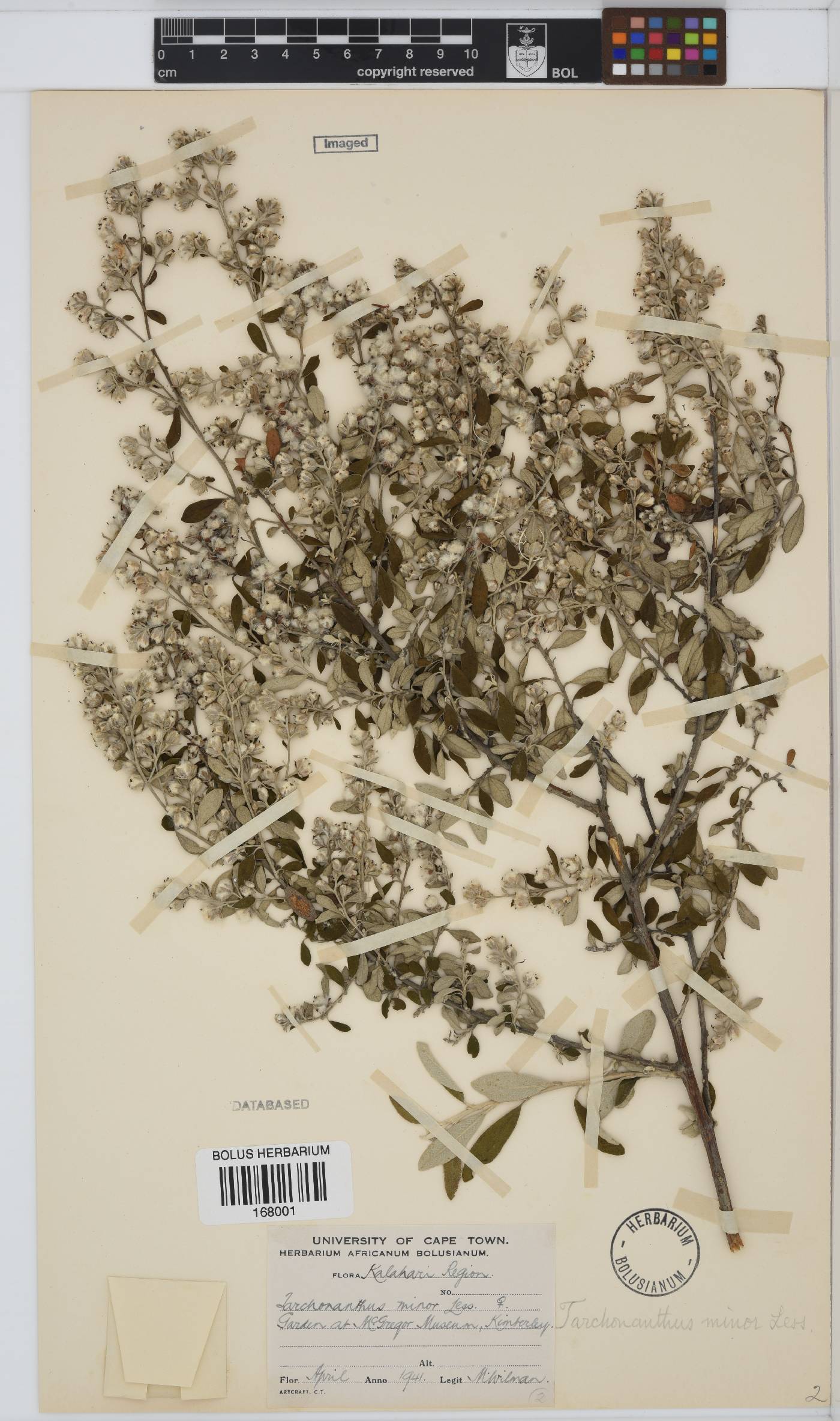 Tarchonanthus camphoratus image