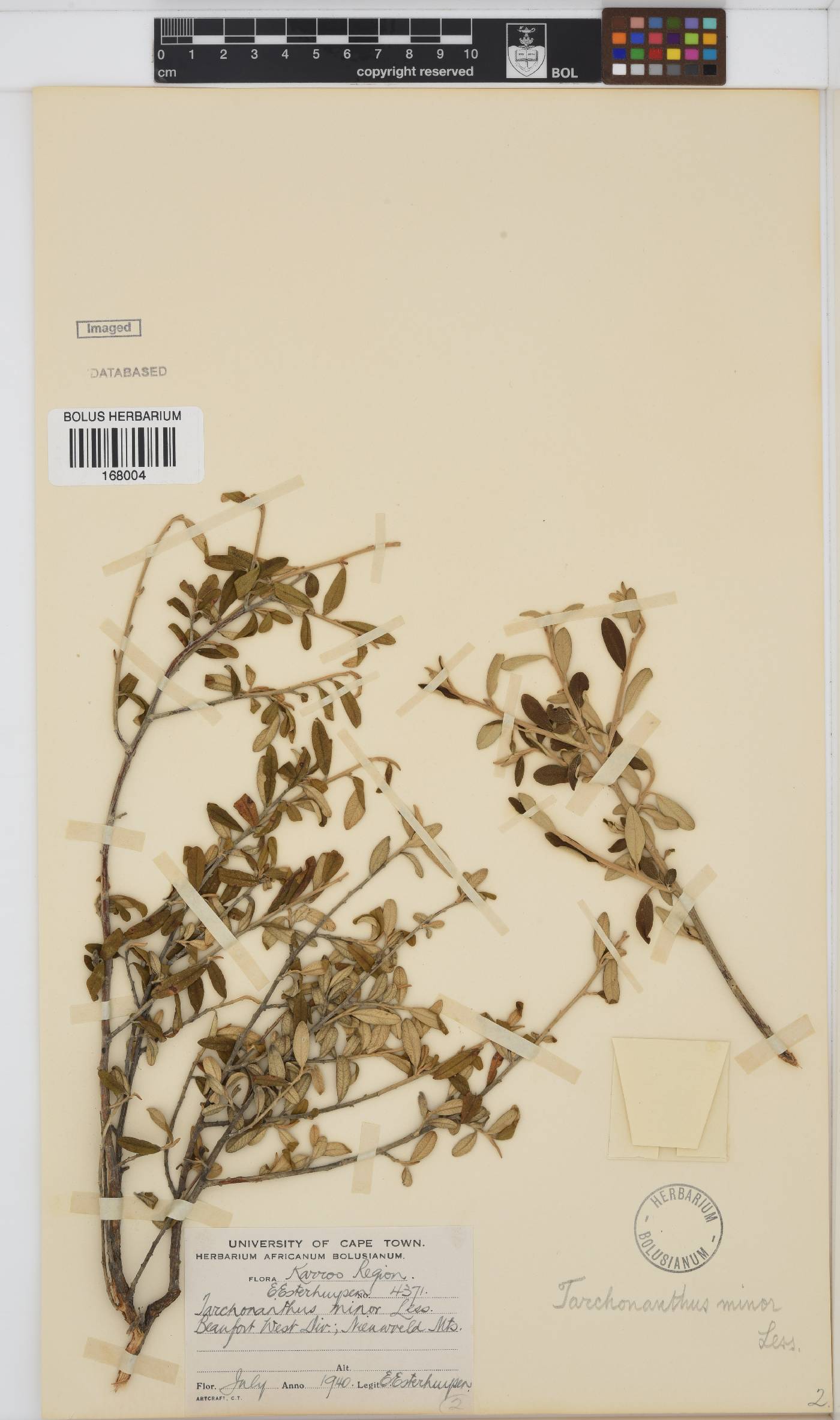 Tarchonanthus camphoratus image