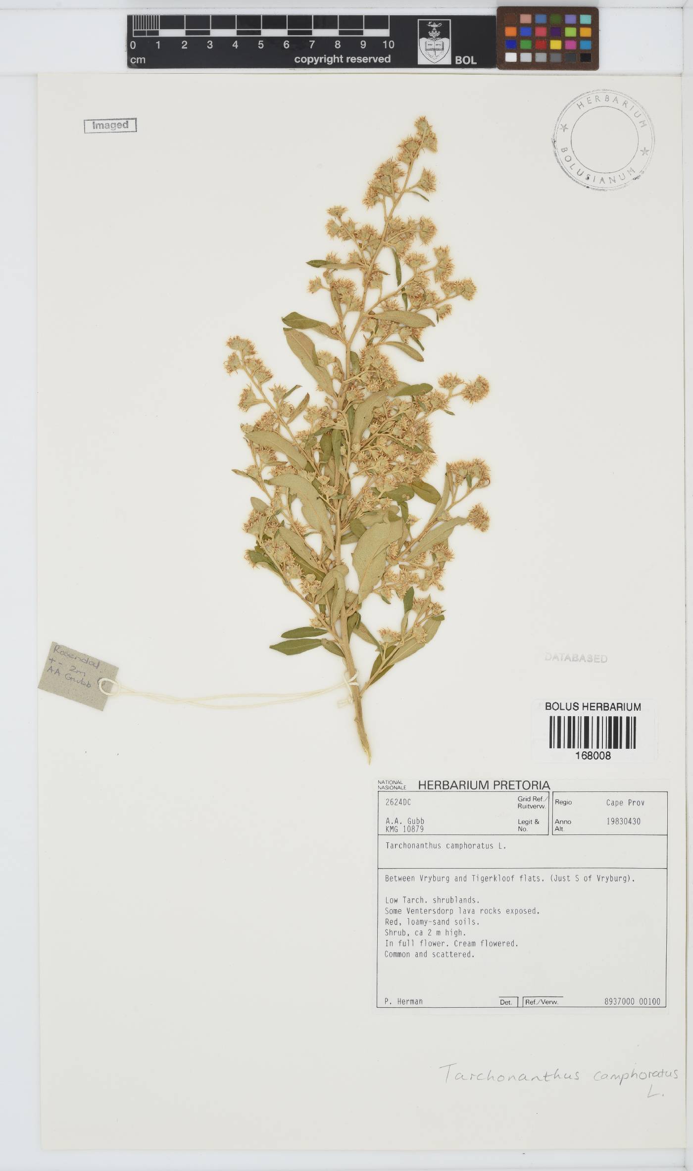 Tarchonanthus image