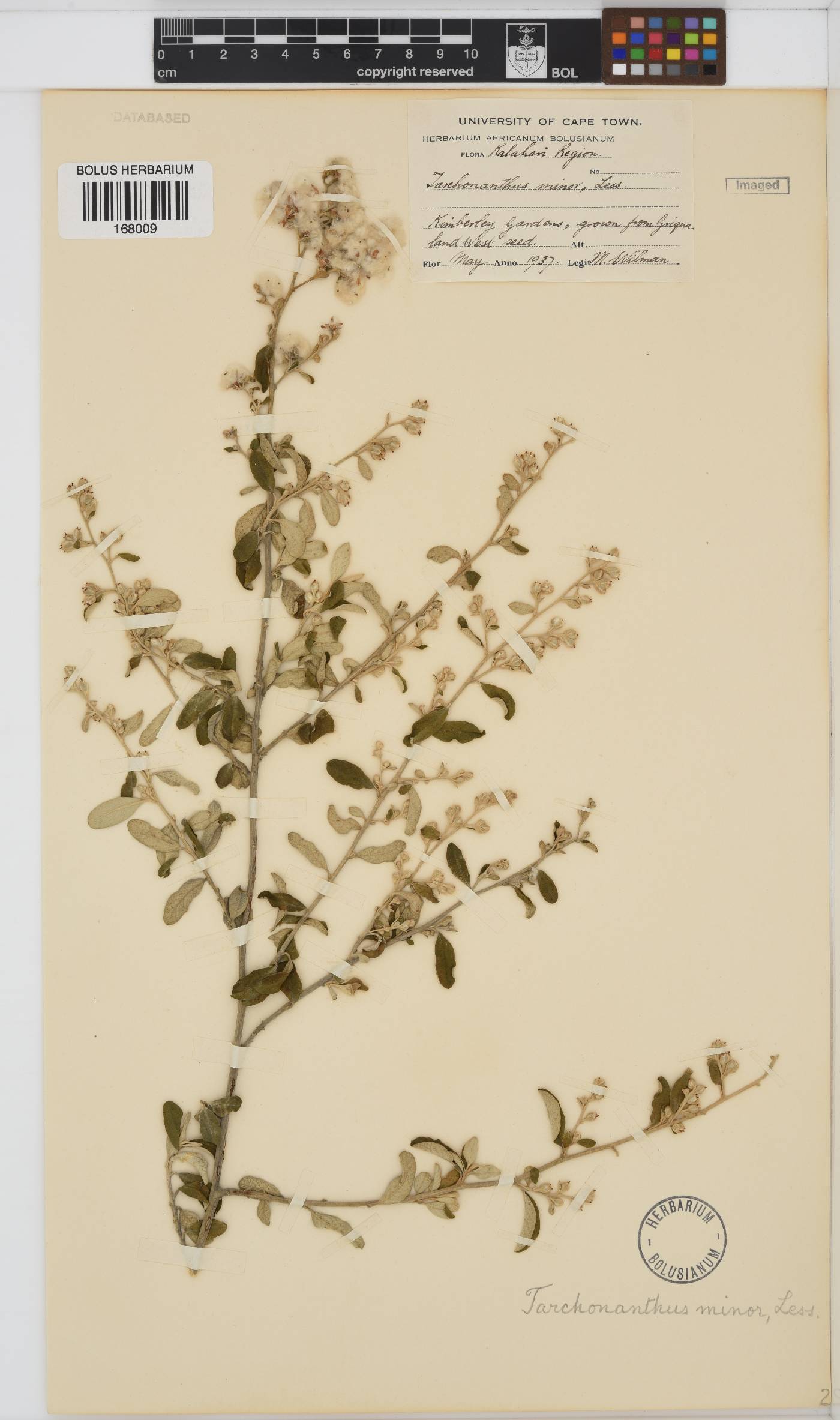 Tarchonanthus camphoratus image